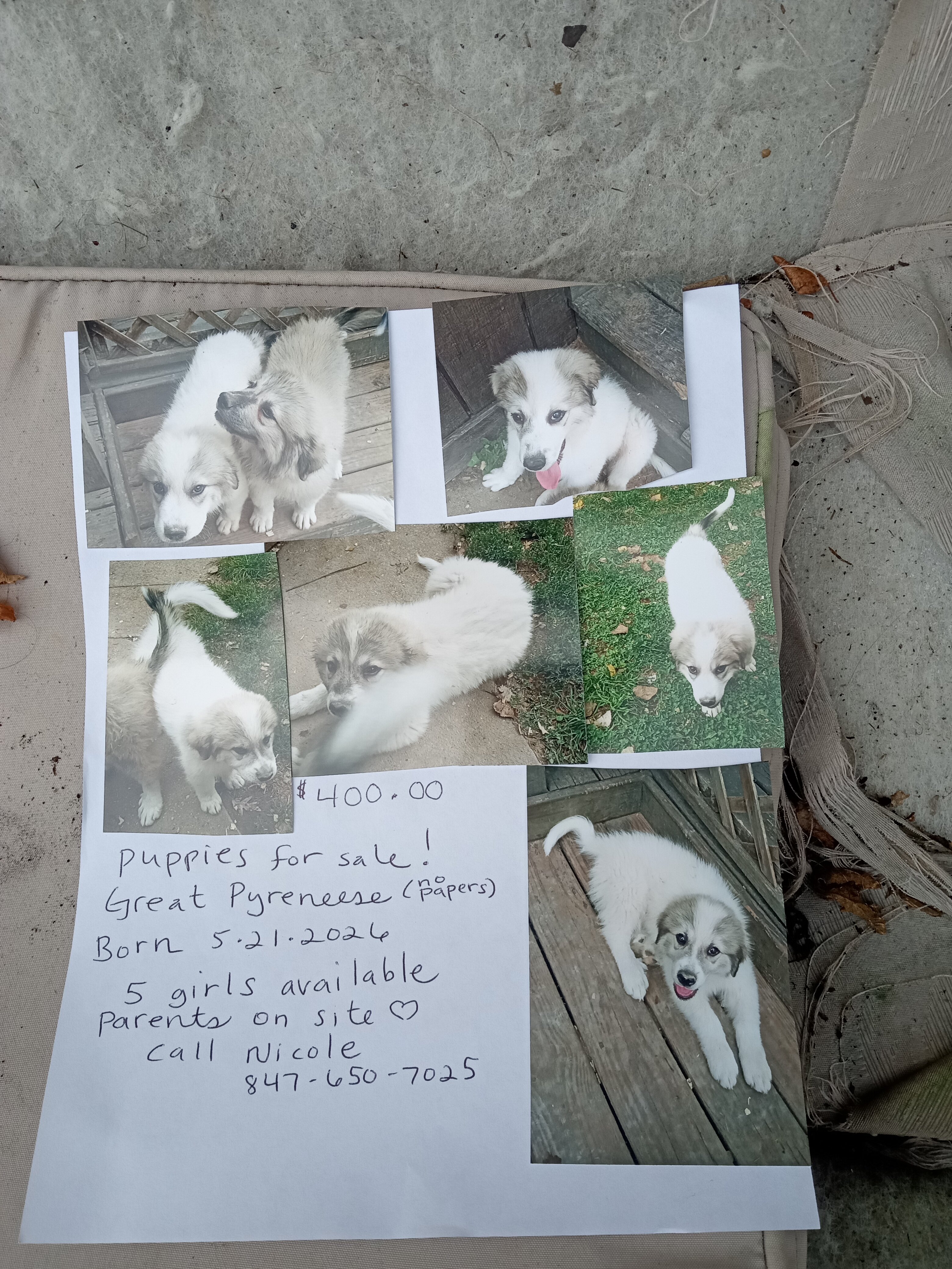 Purebred Pyrenees pups image 1