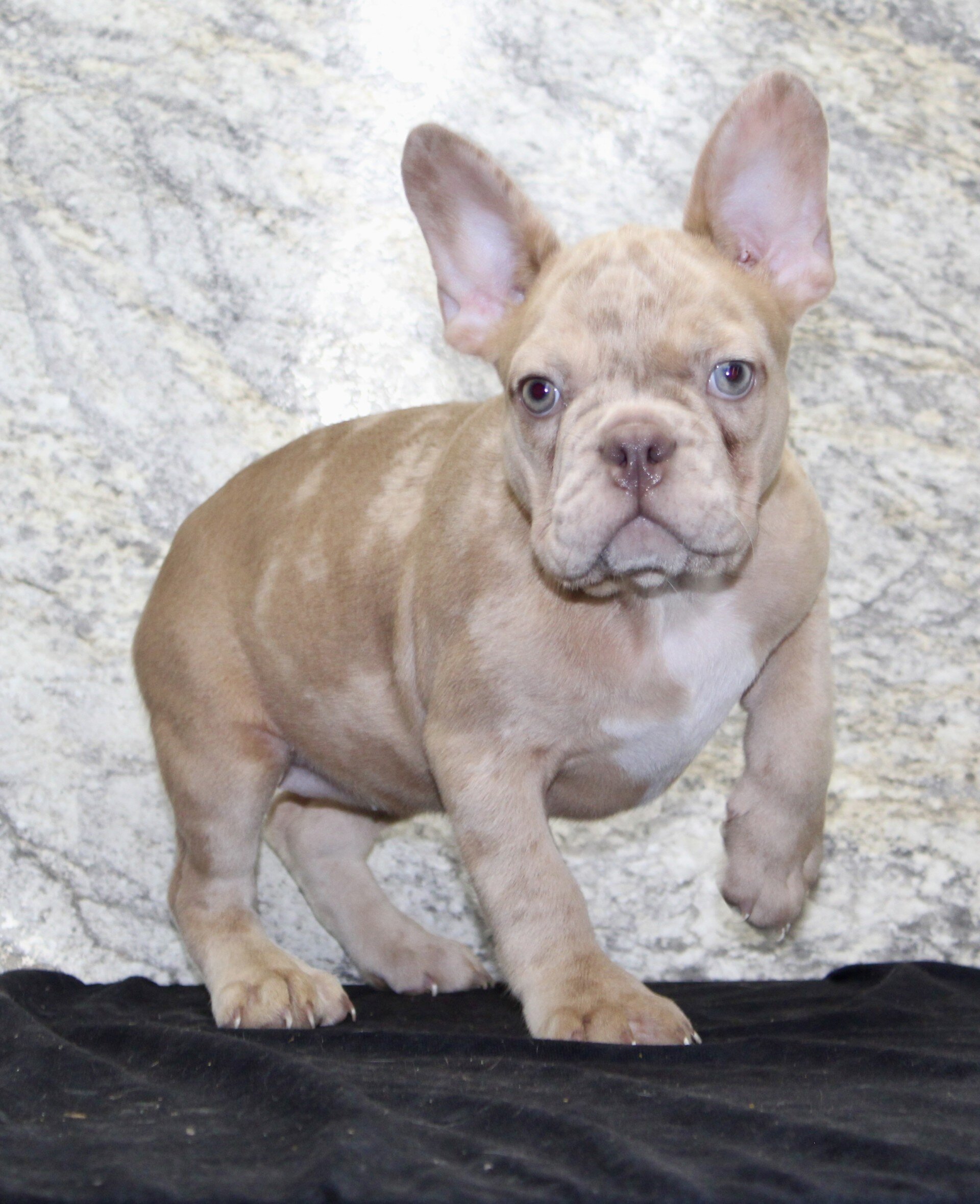 Ziva Female French Bulldog image 4