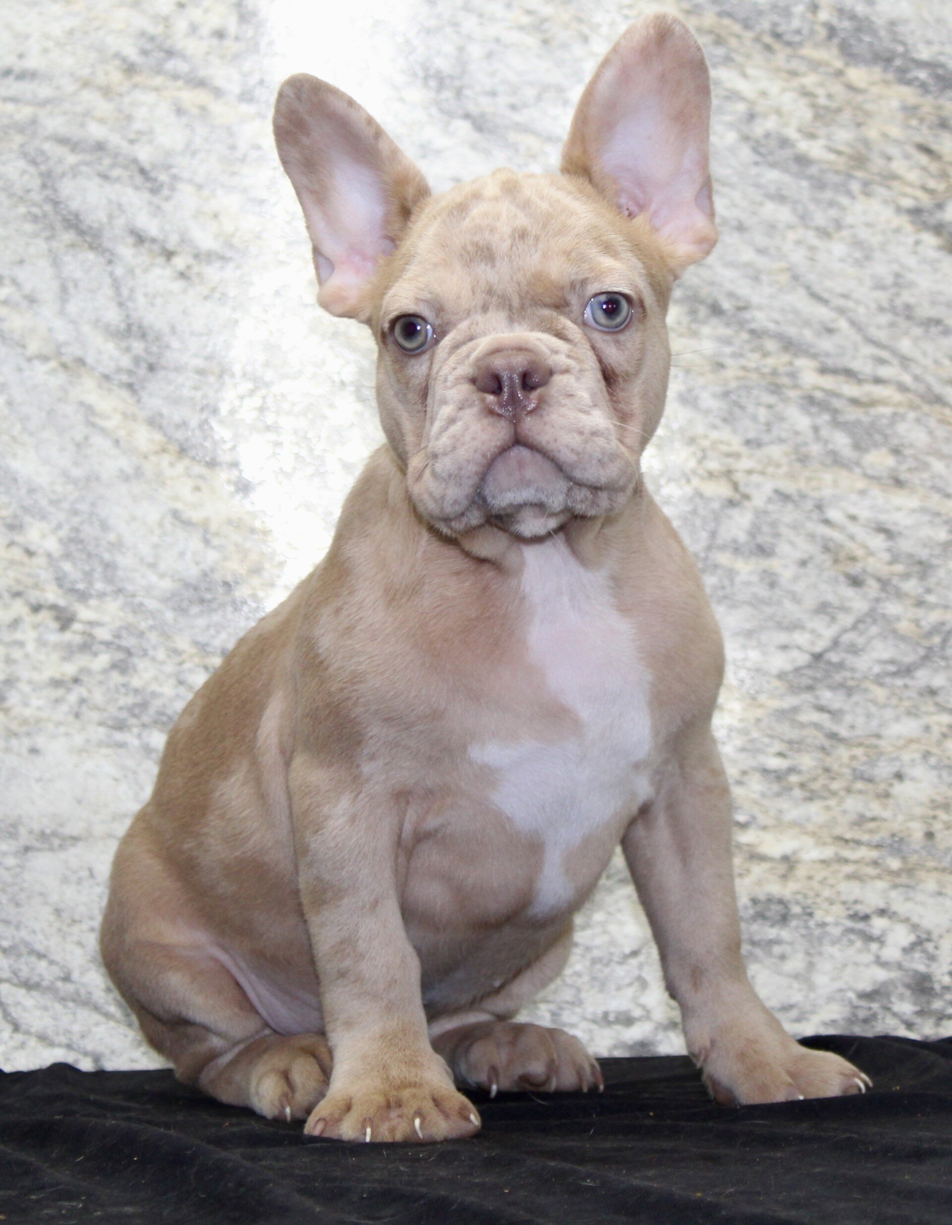 Ziva Female French Bulldog image 2