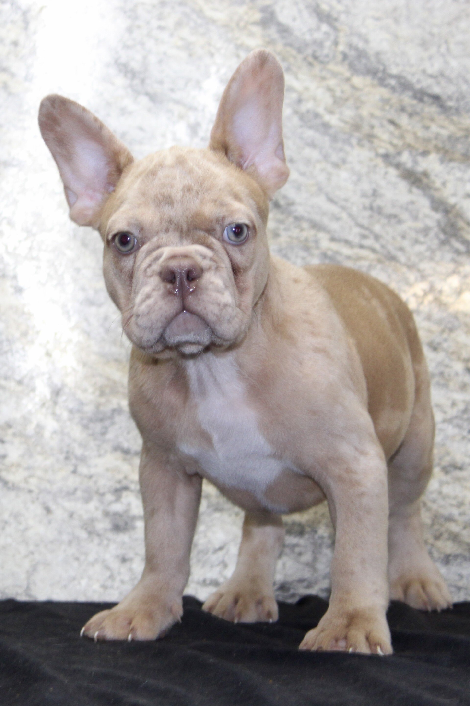 Ziva Female French Bulldog image 3
