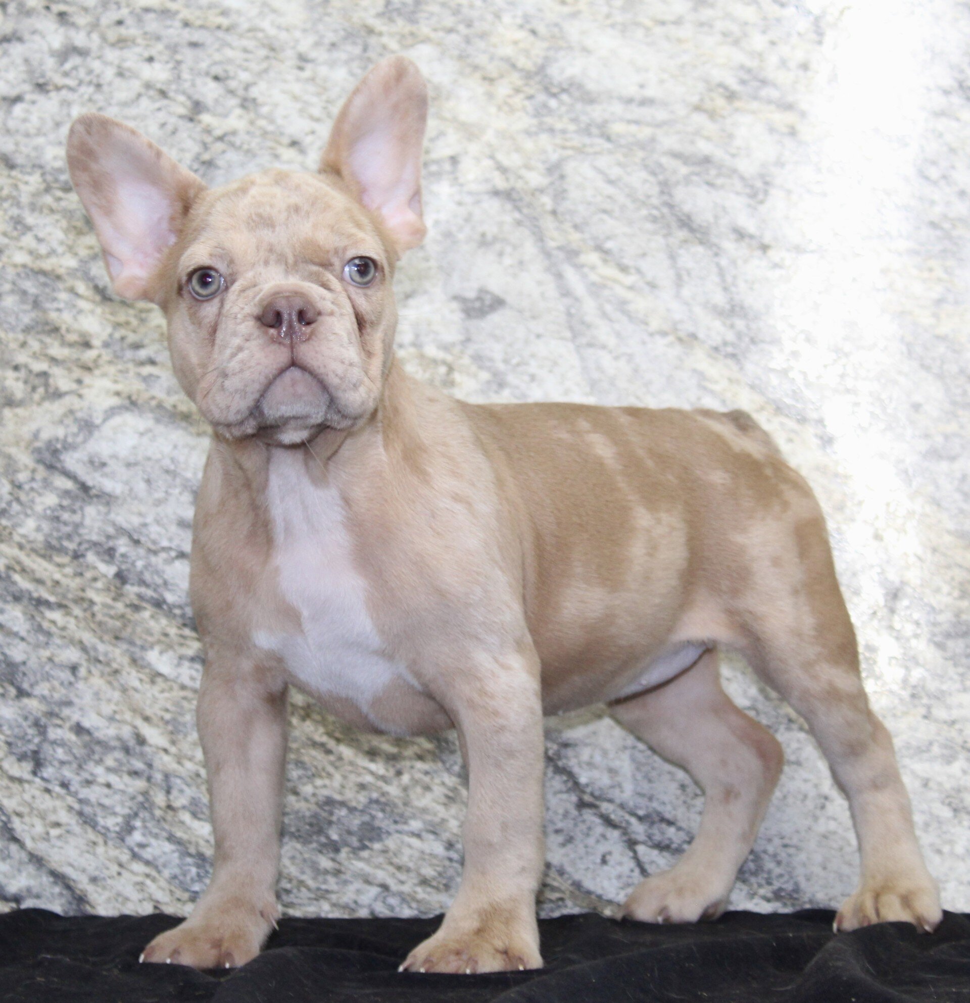 Ziva Female French Bulldog image 5