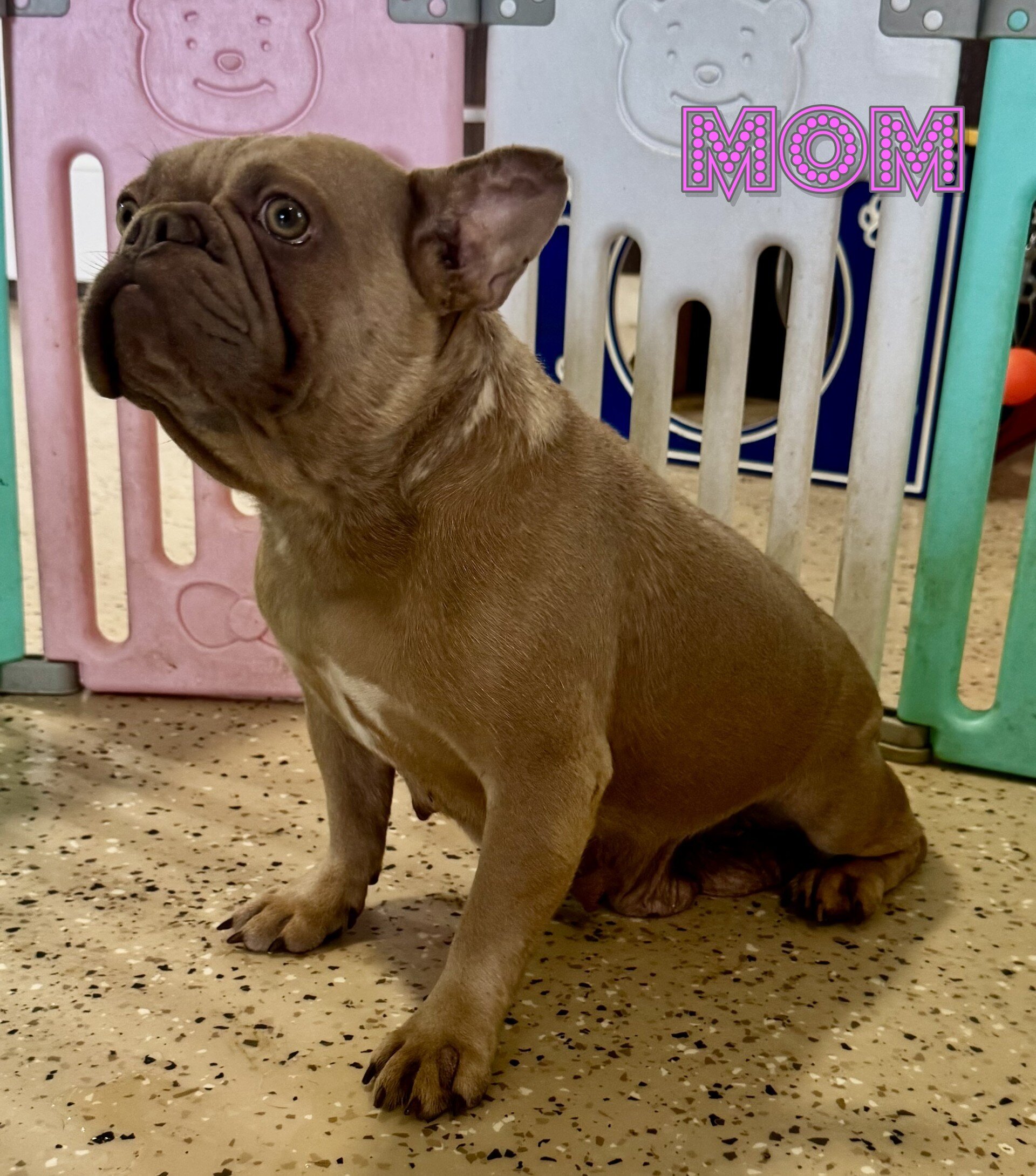 Ziva Female French Bulldog image 6