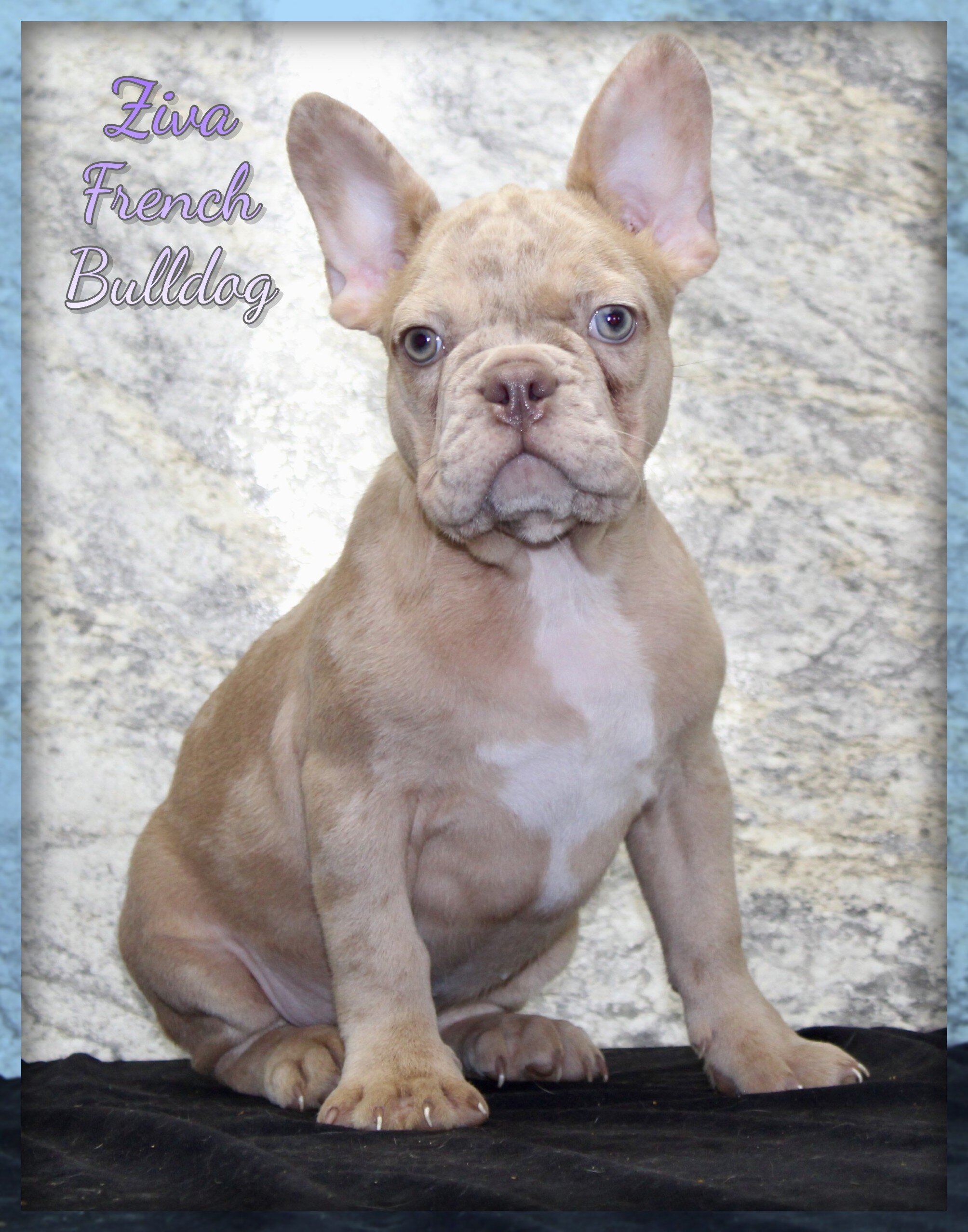 Ziva Female French Bulldog image 1