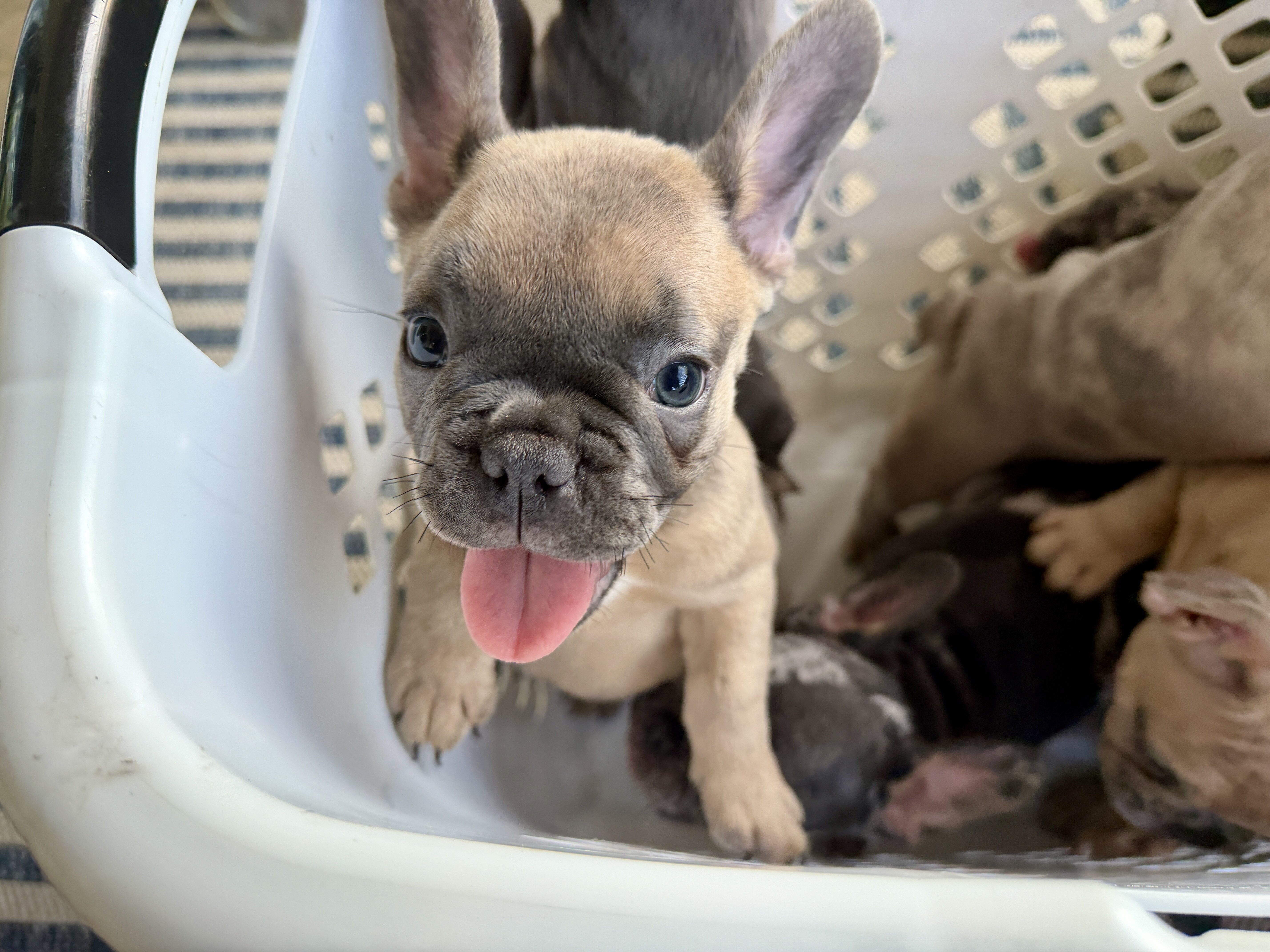 French Bulldog Puppies image 1
