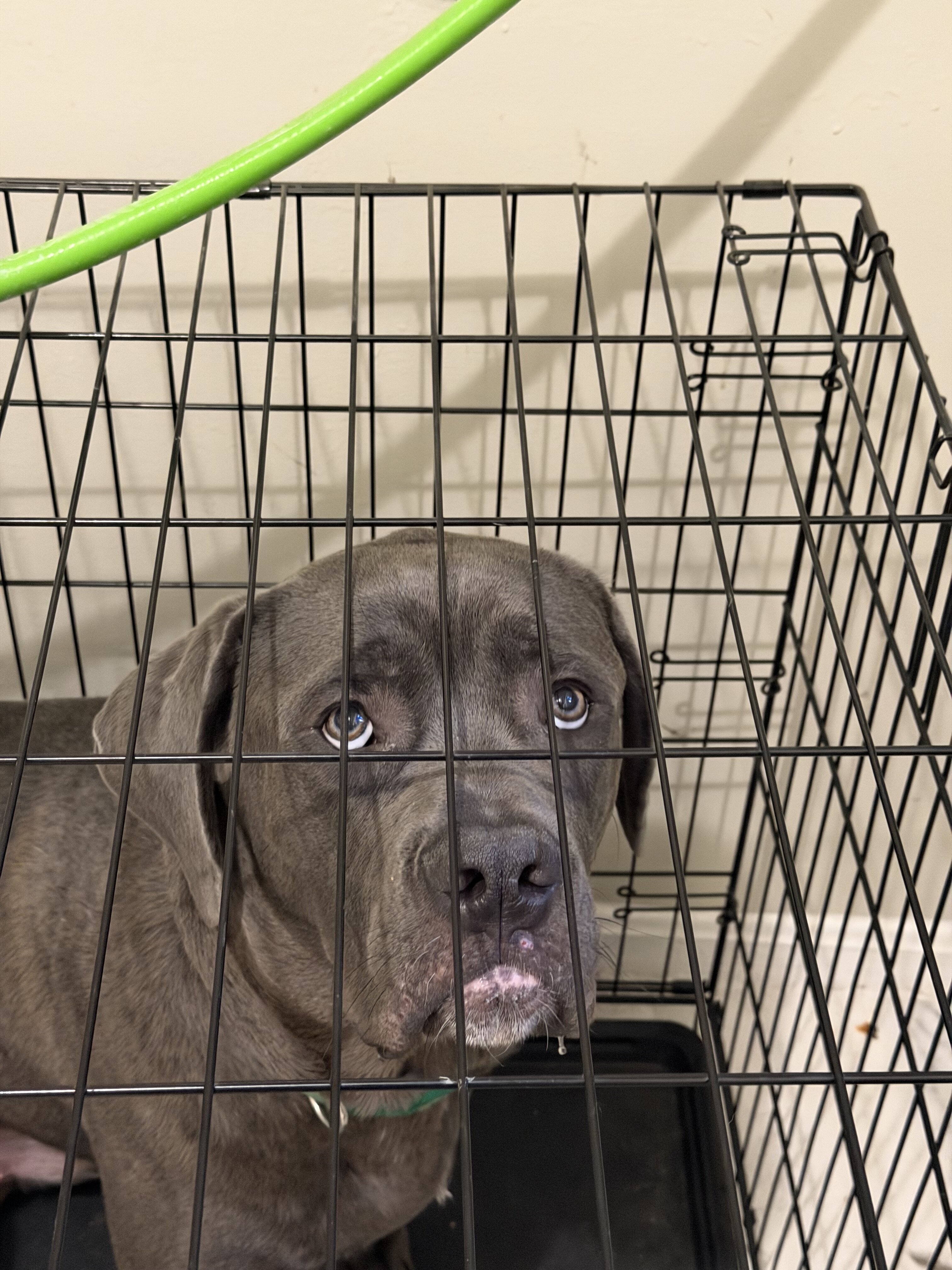 Kane - cane Corso for sale image 3