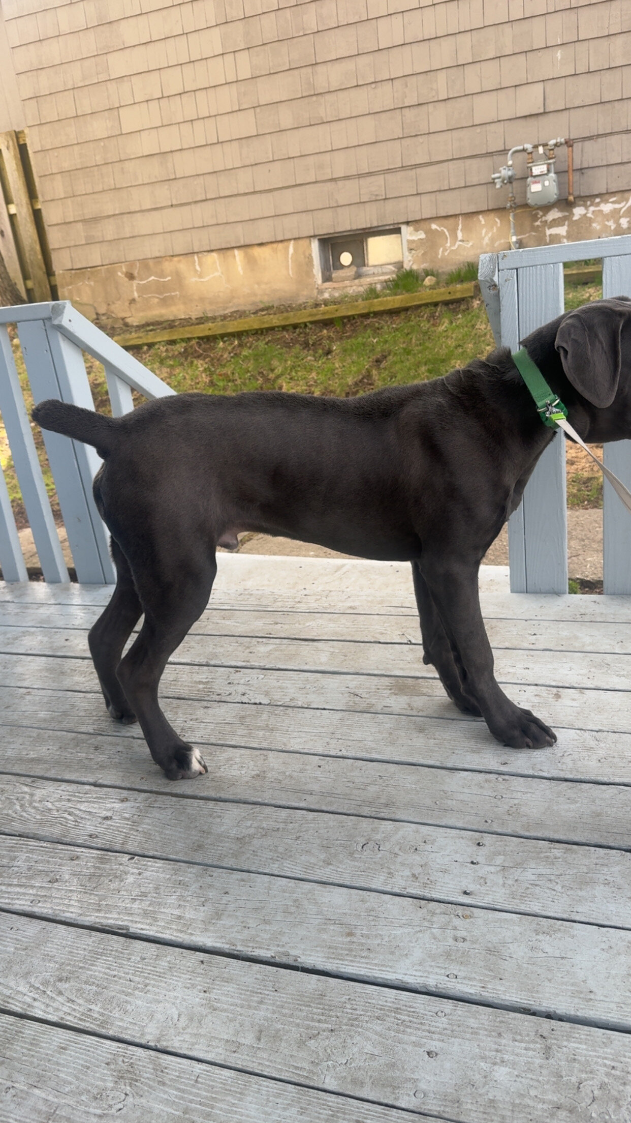 Kane - cane Corso for sale image 8