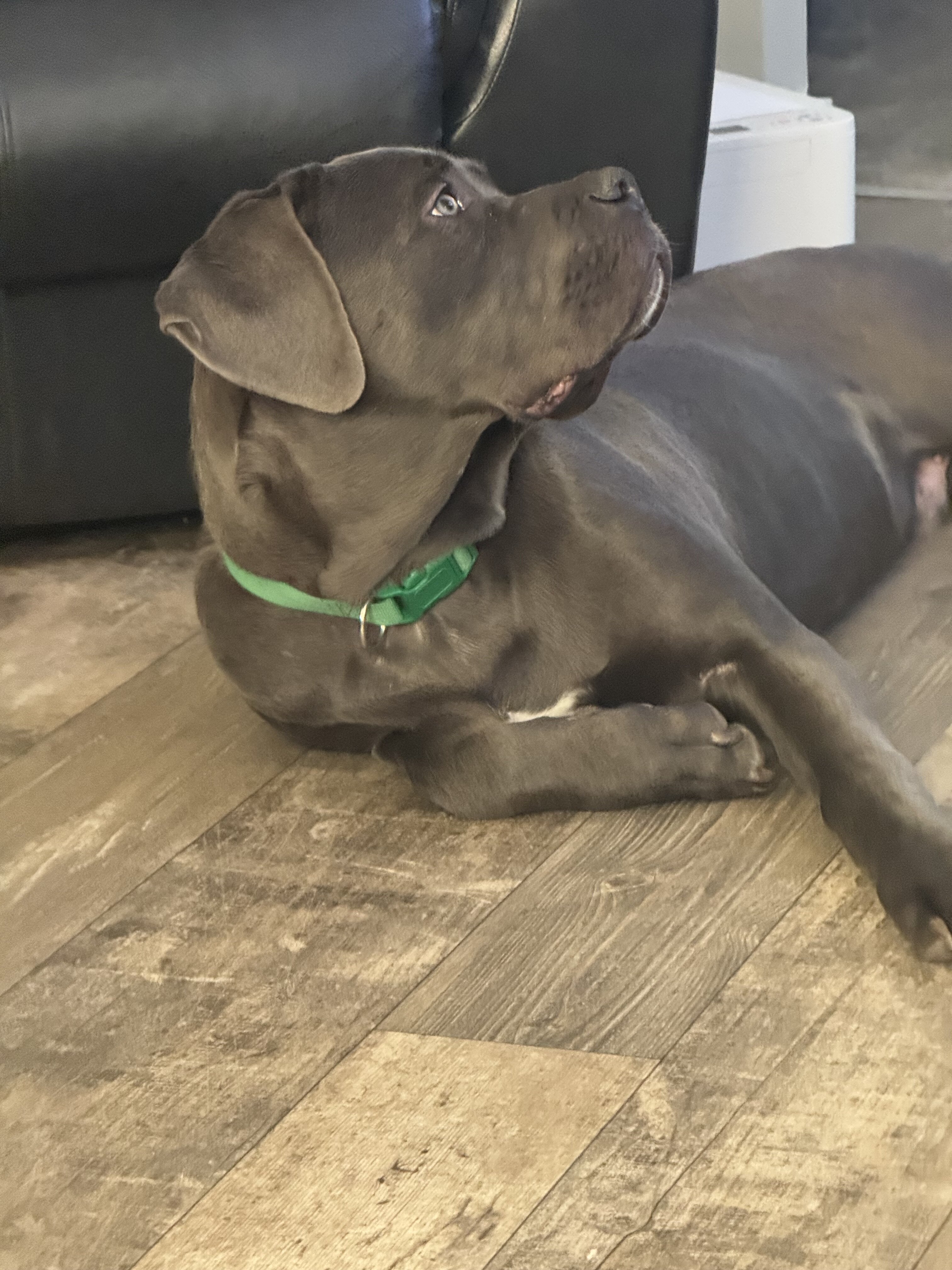 Kane - cane Corso for sale image 6