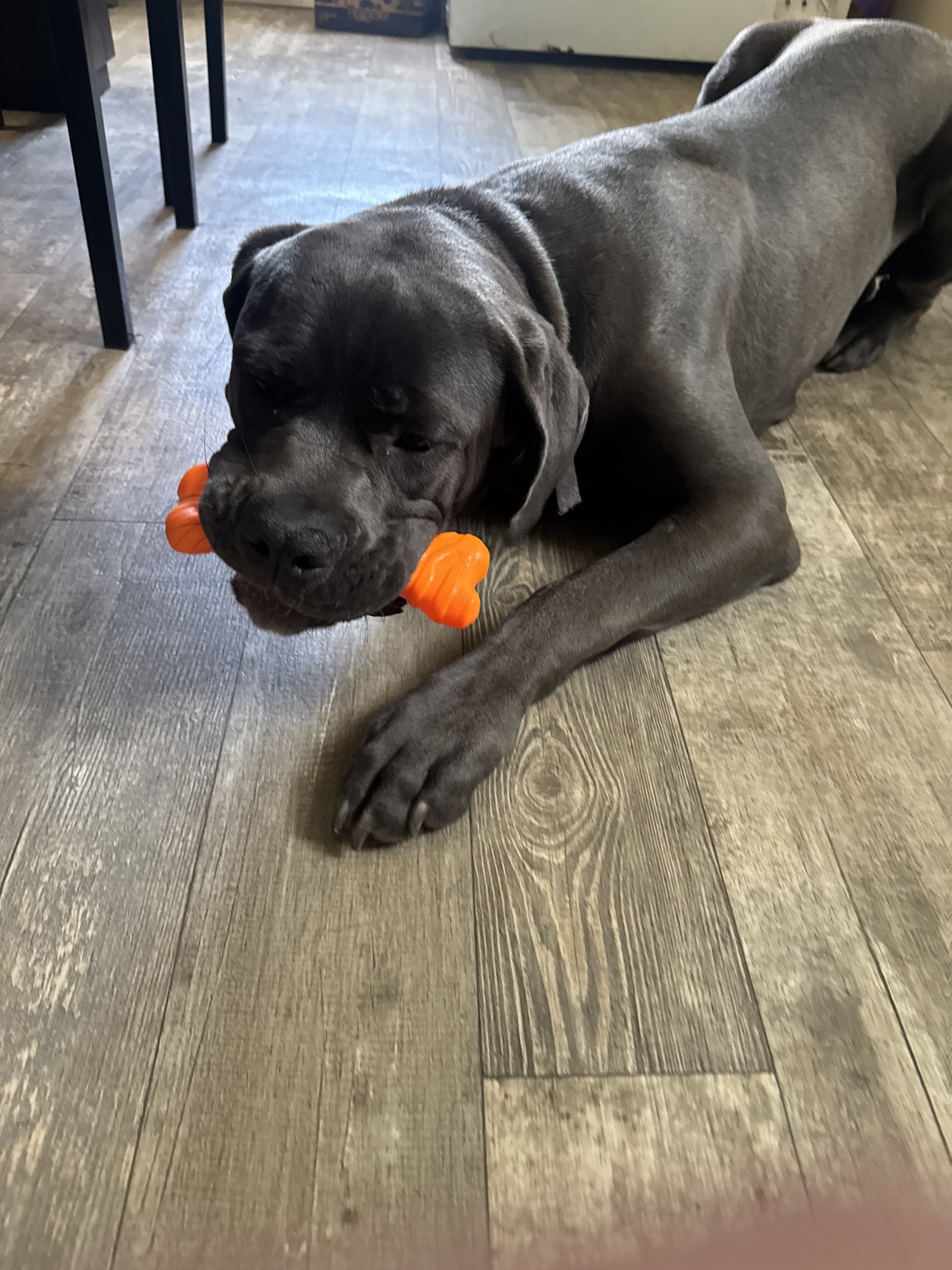 Kane - cane Corso for sale image 1