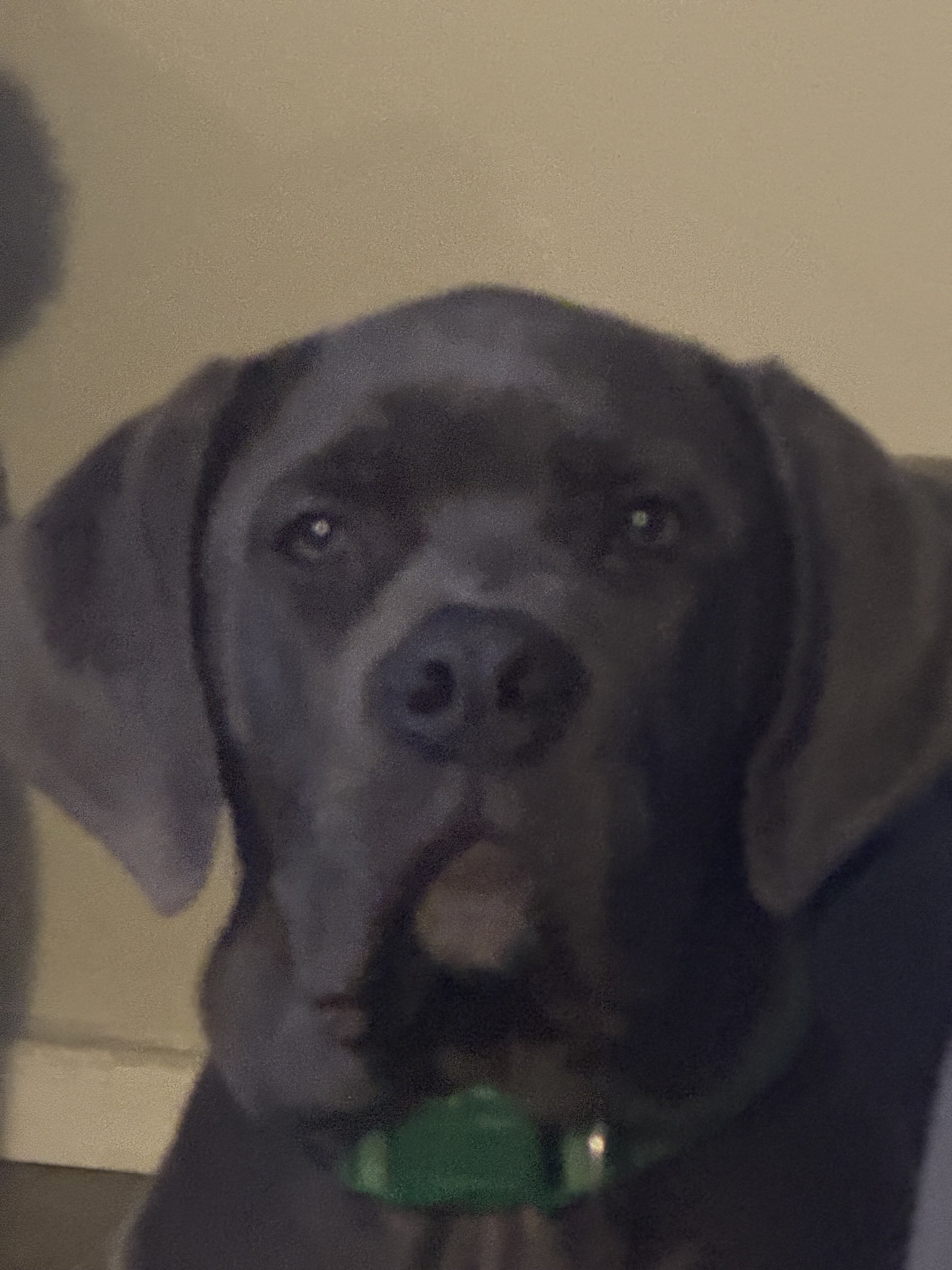 Kane - cane Corso for sale image 7