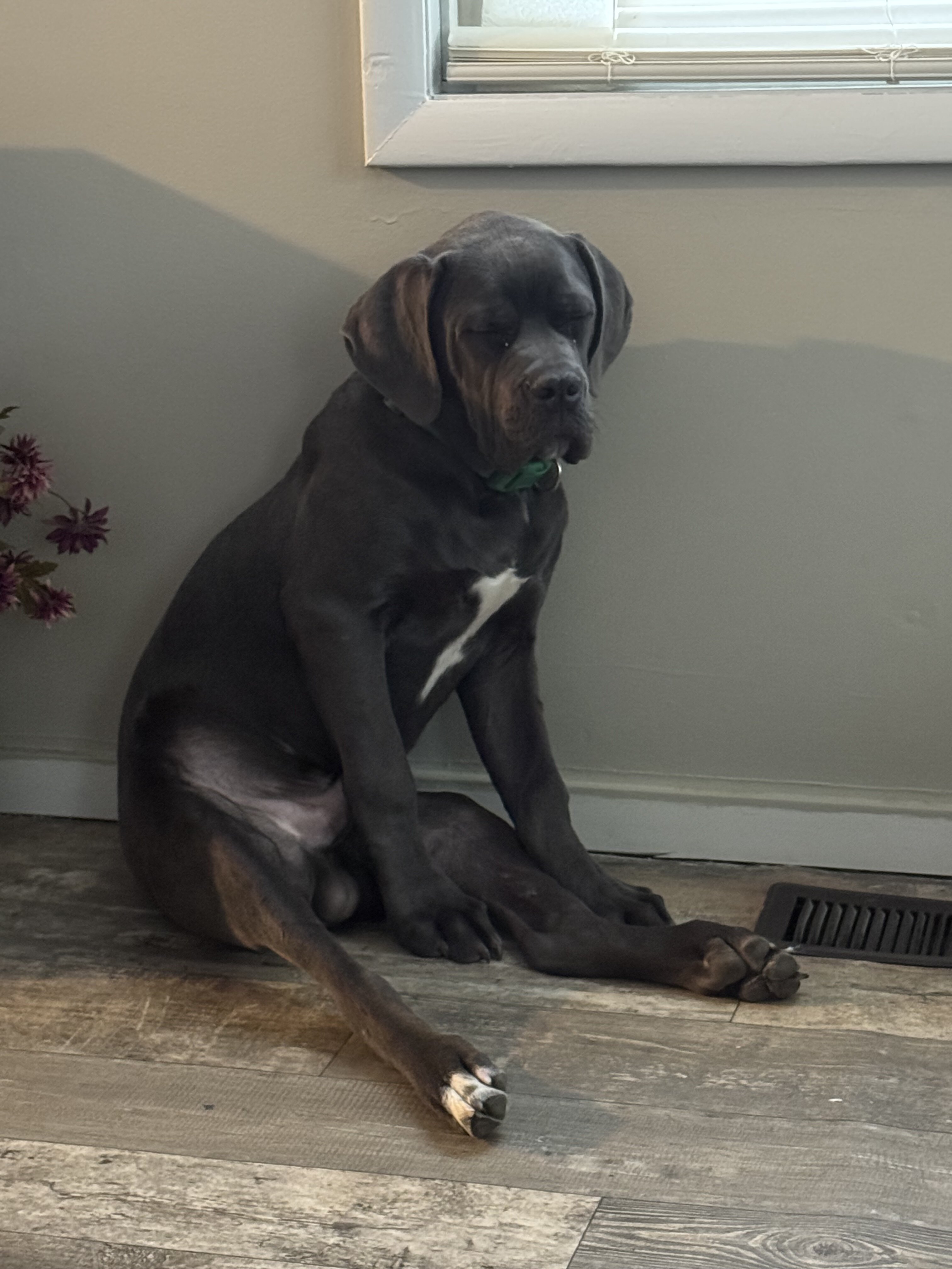 Kane - cane Corso for sale image 5