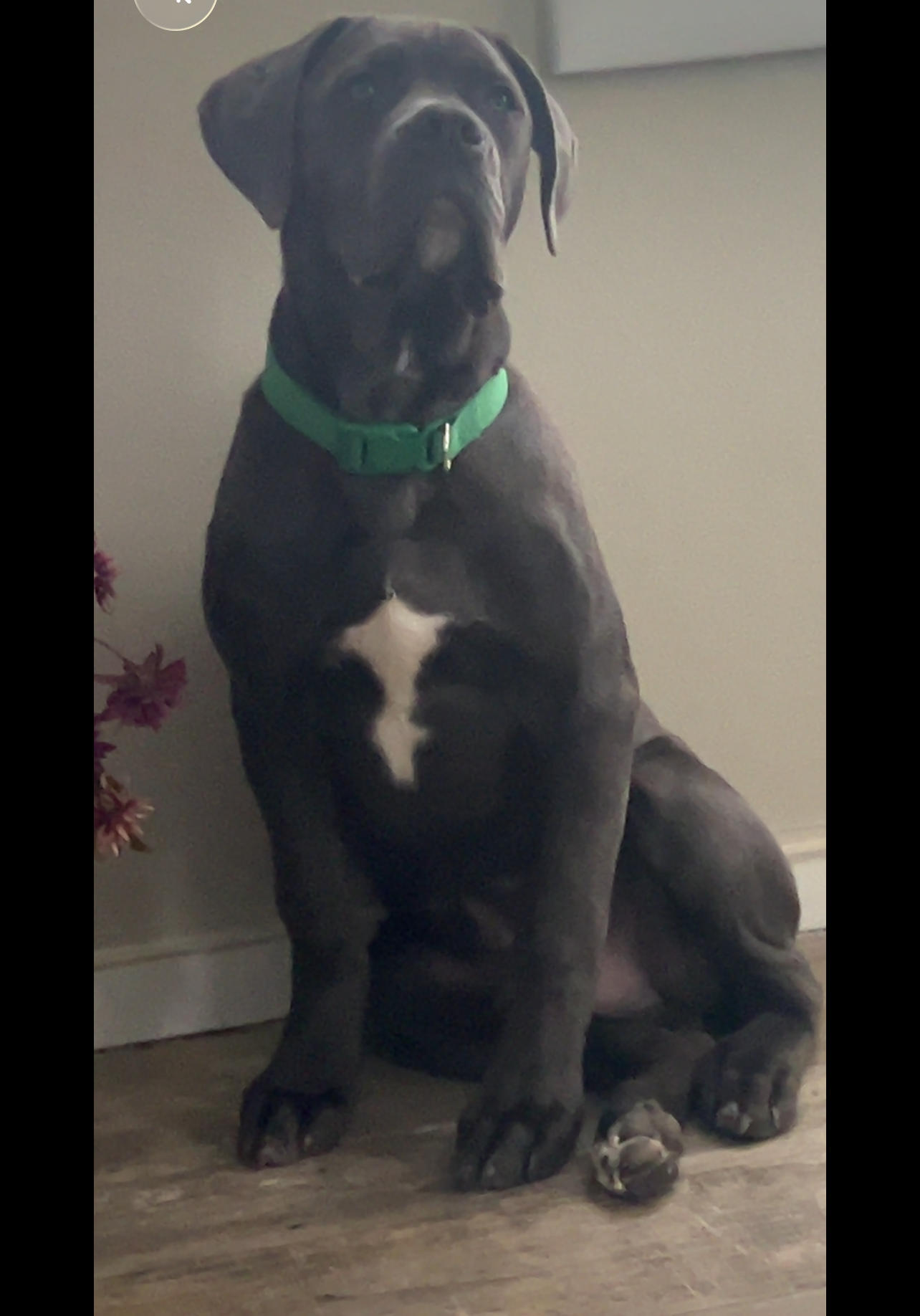 Kane - cane Corso for sale image 2