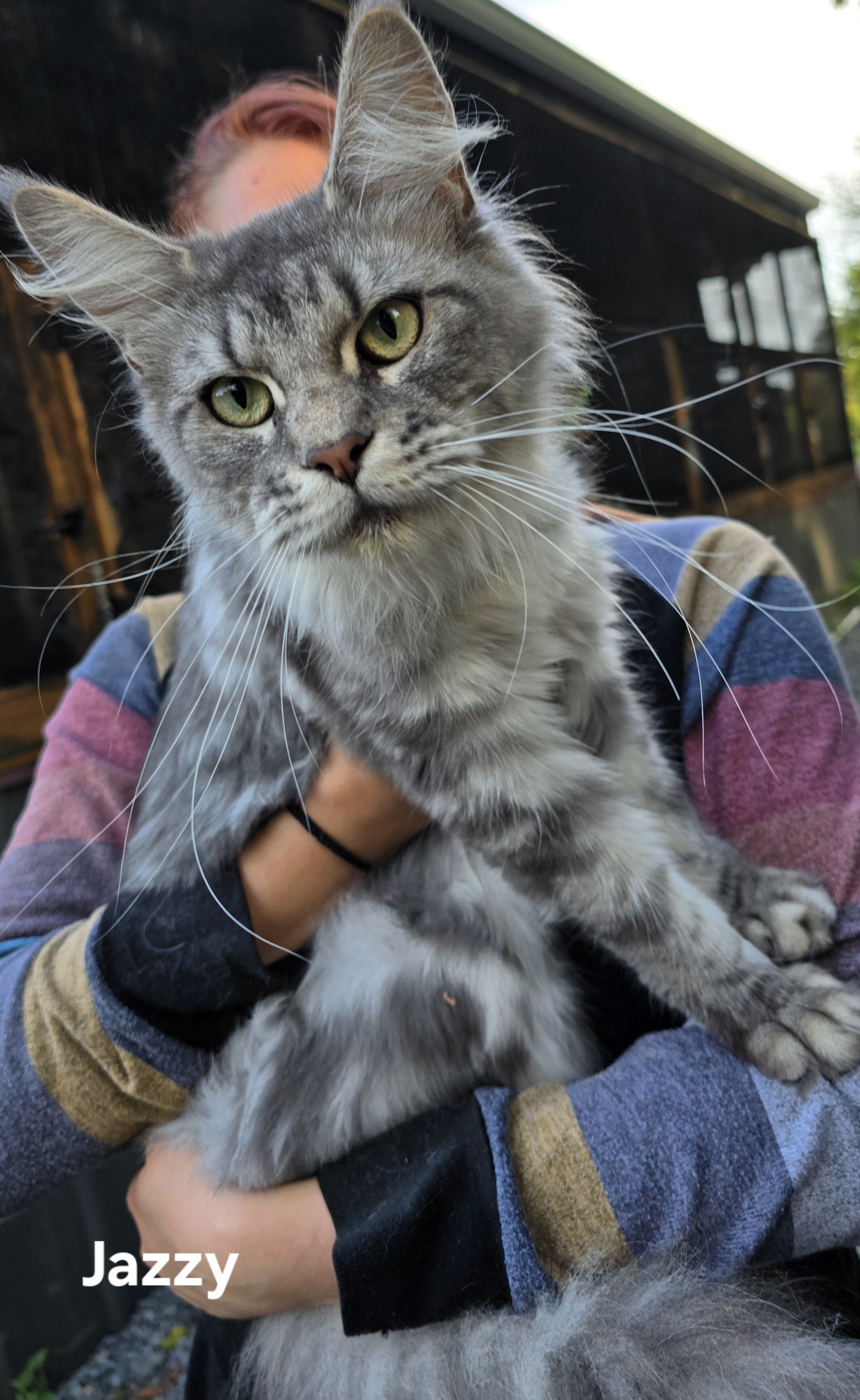 Maine Coon Kittens image 6