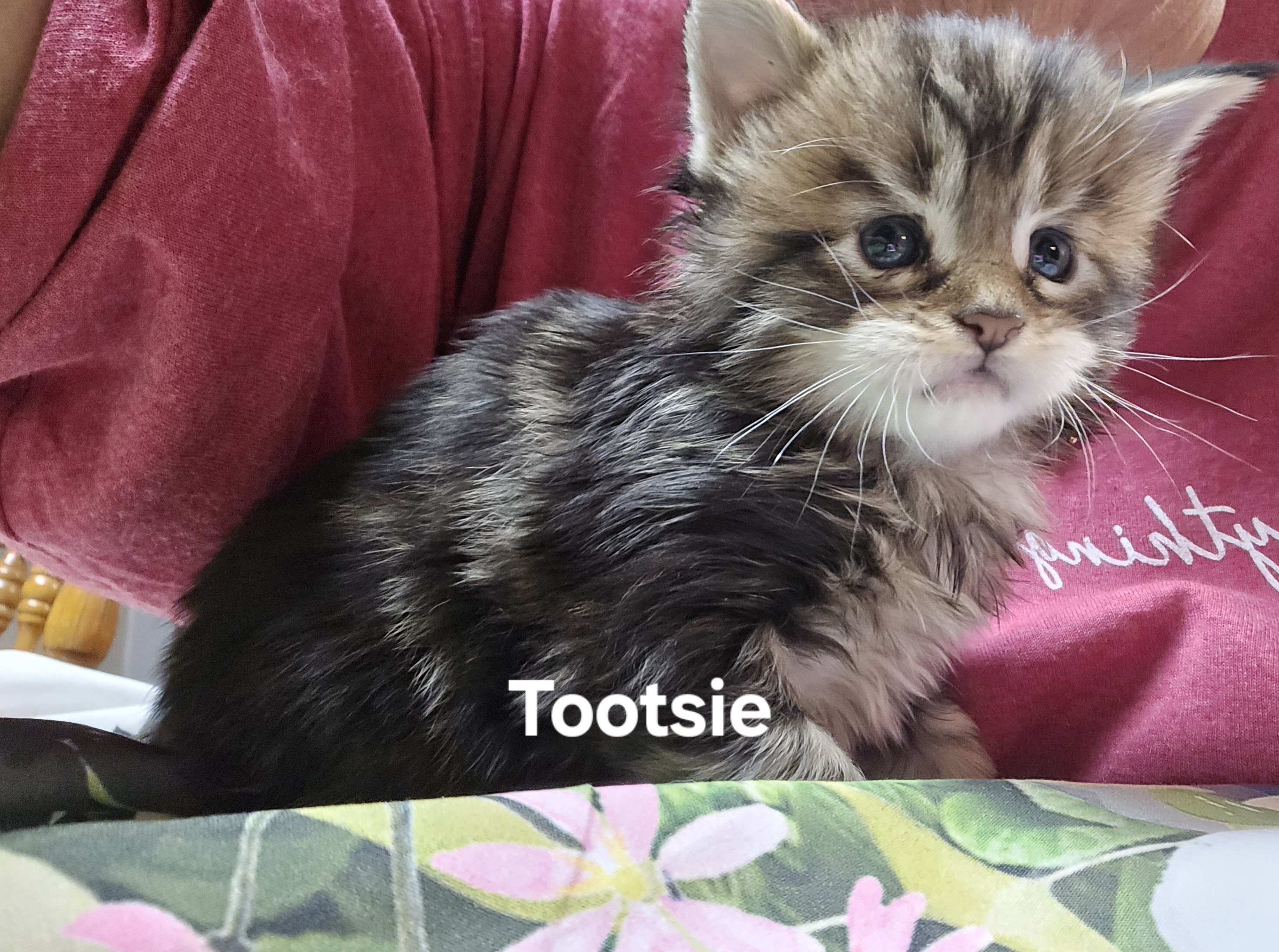 Maine Coon Kittens image 2