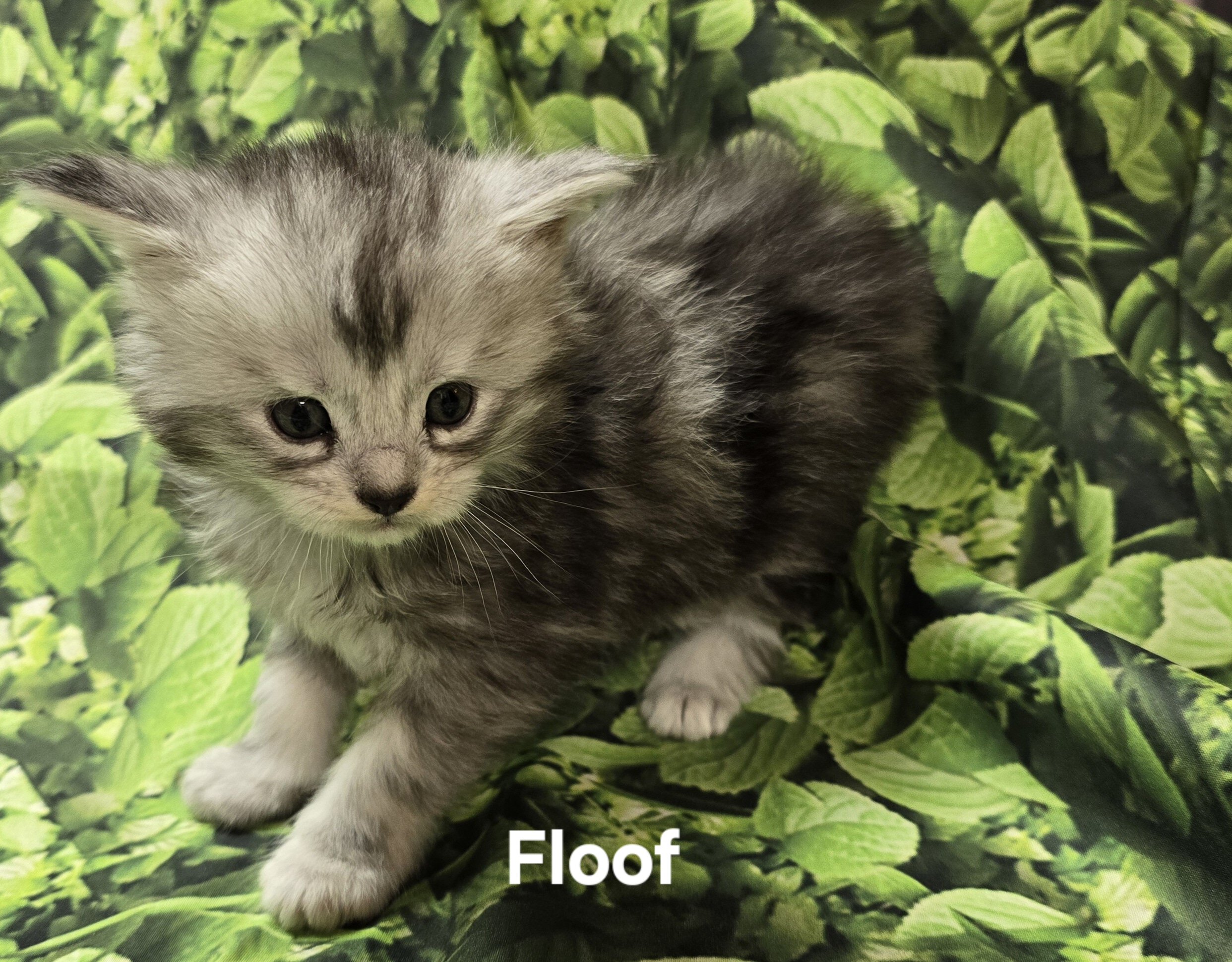 Maine Coon Kittens image 1