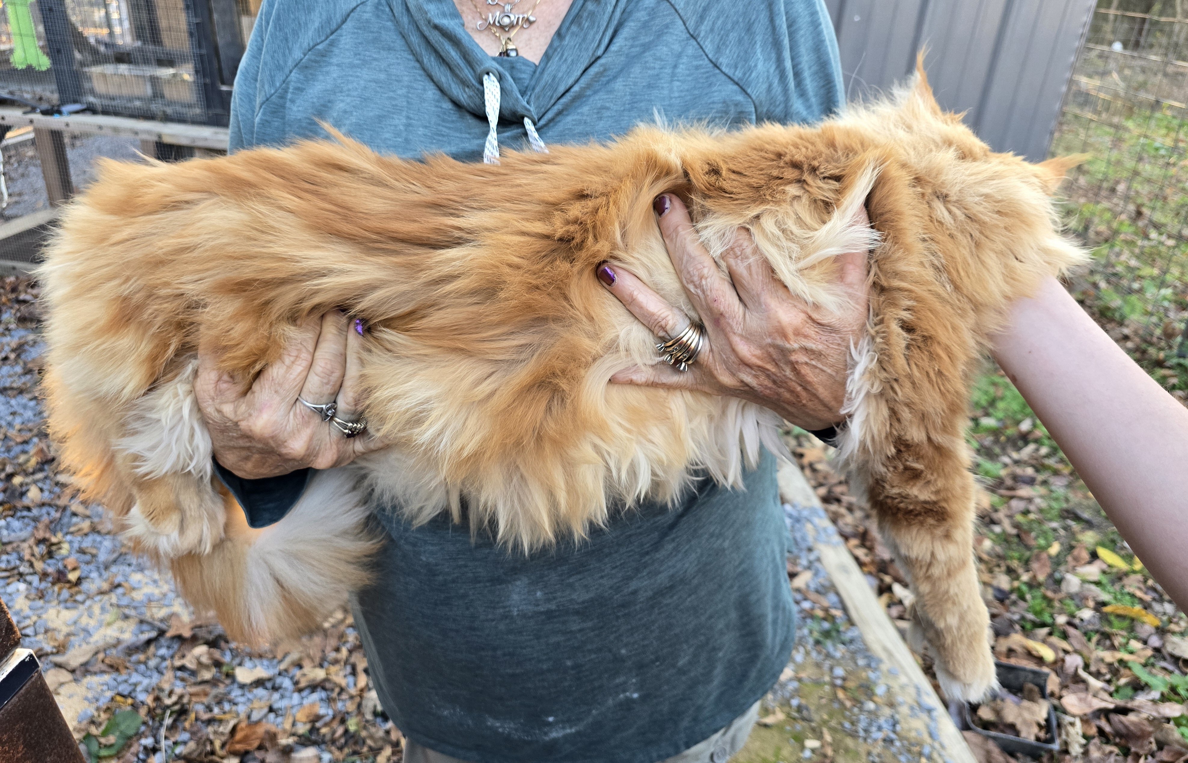 Maine Coon Kittens image 3