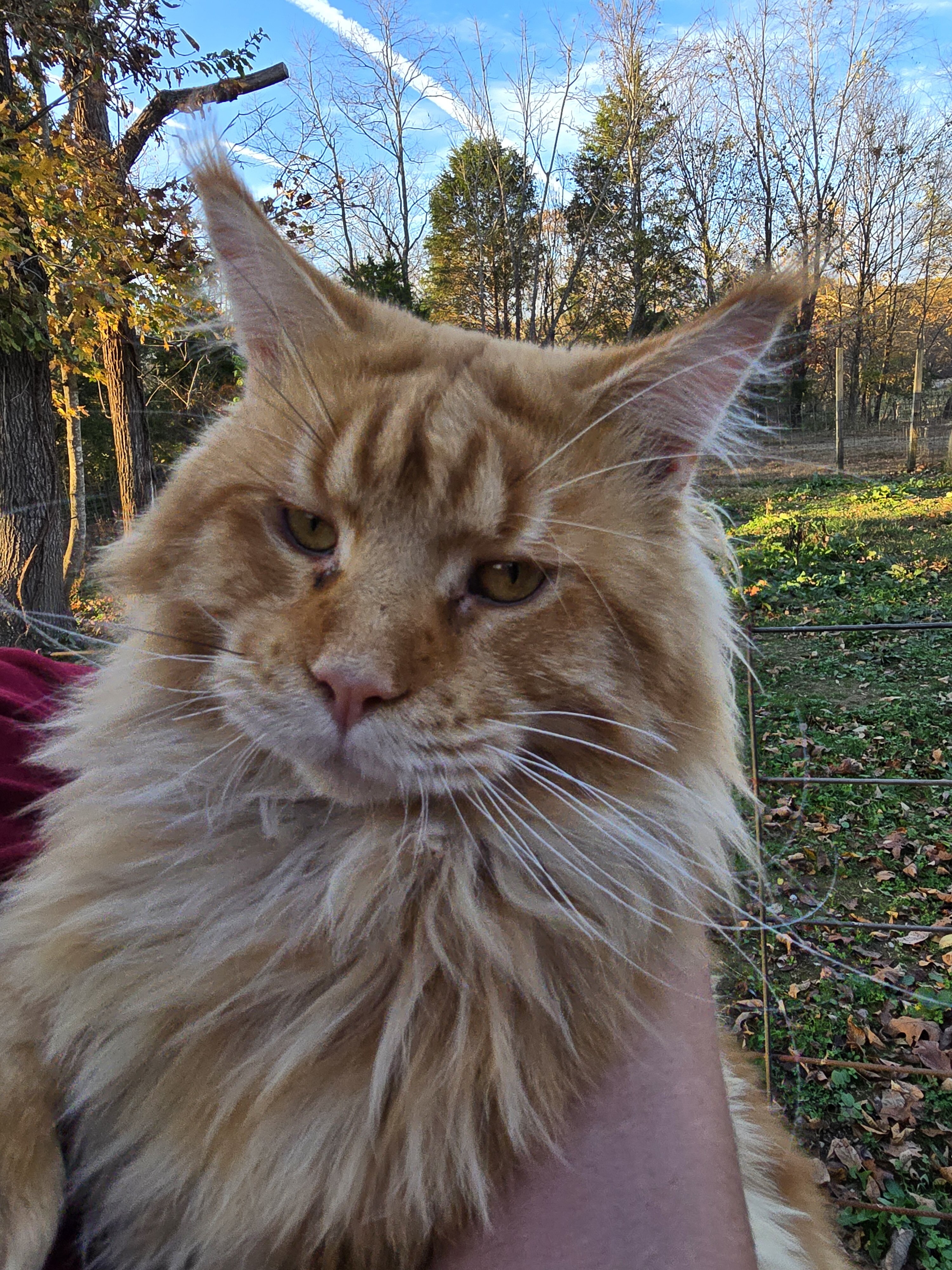 Maine Coon Kittens image 5