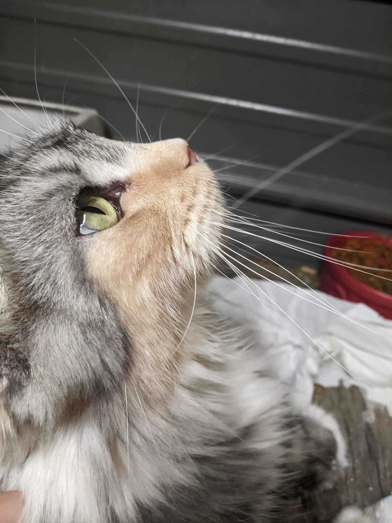 Maine Coon Kittens image 4