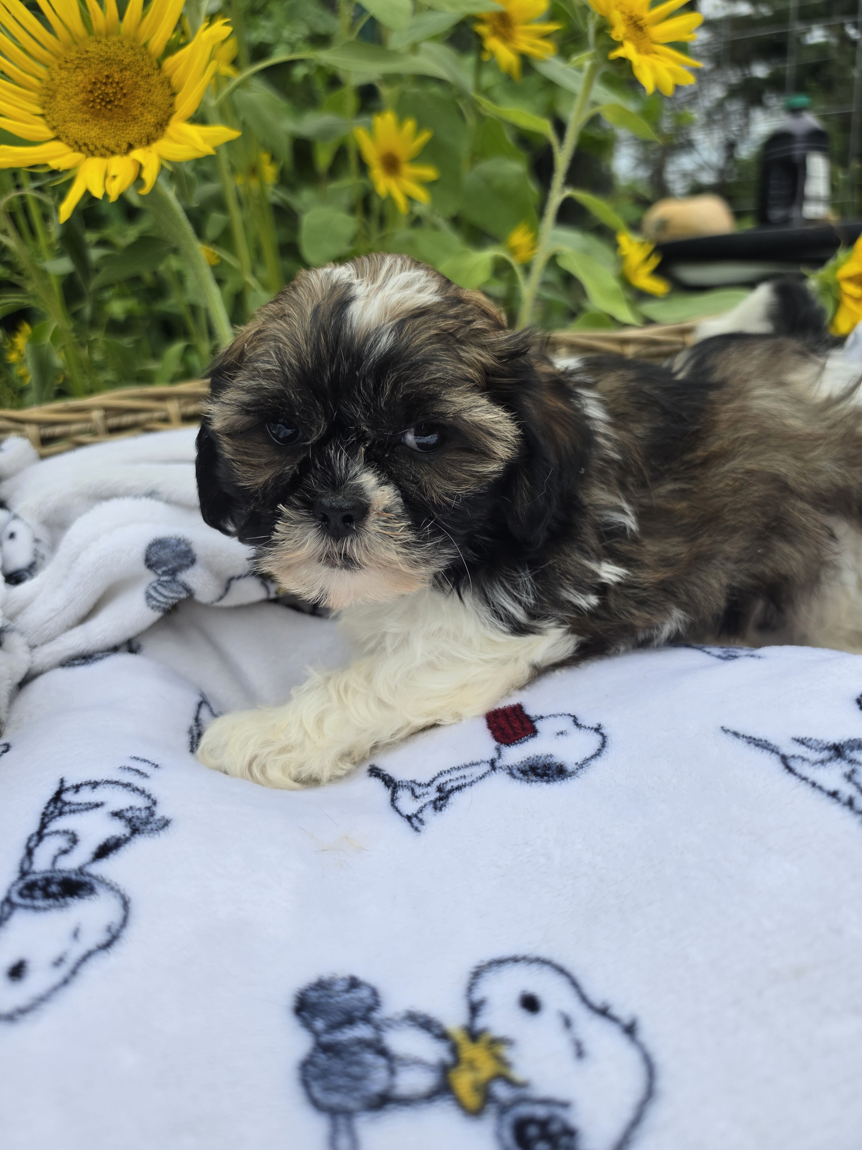 Shihpoos image 5