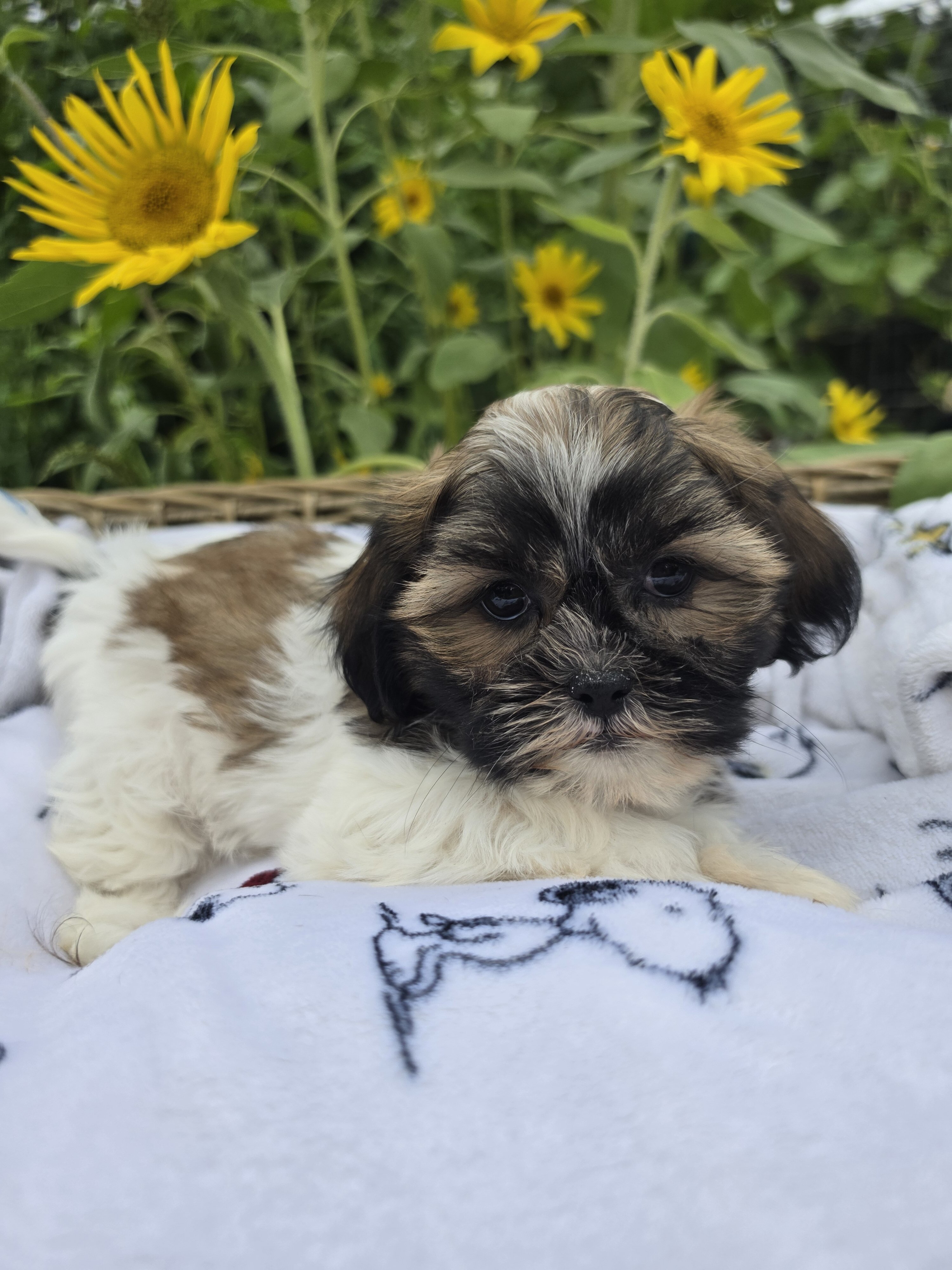 Shihpoos image 4