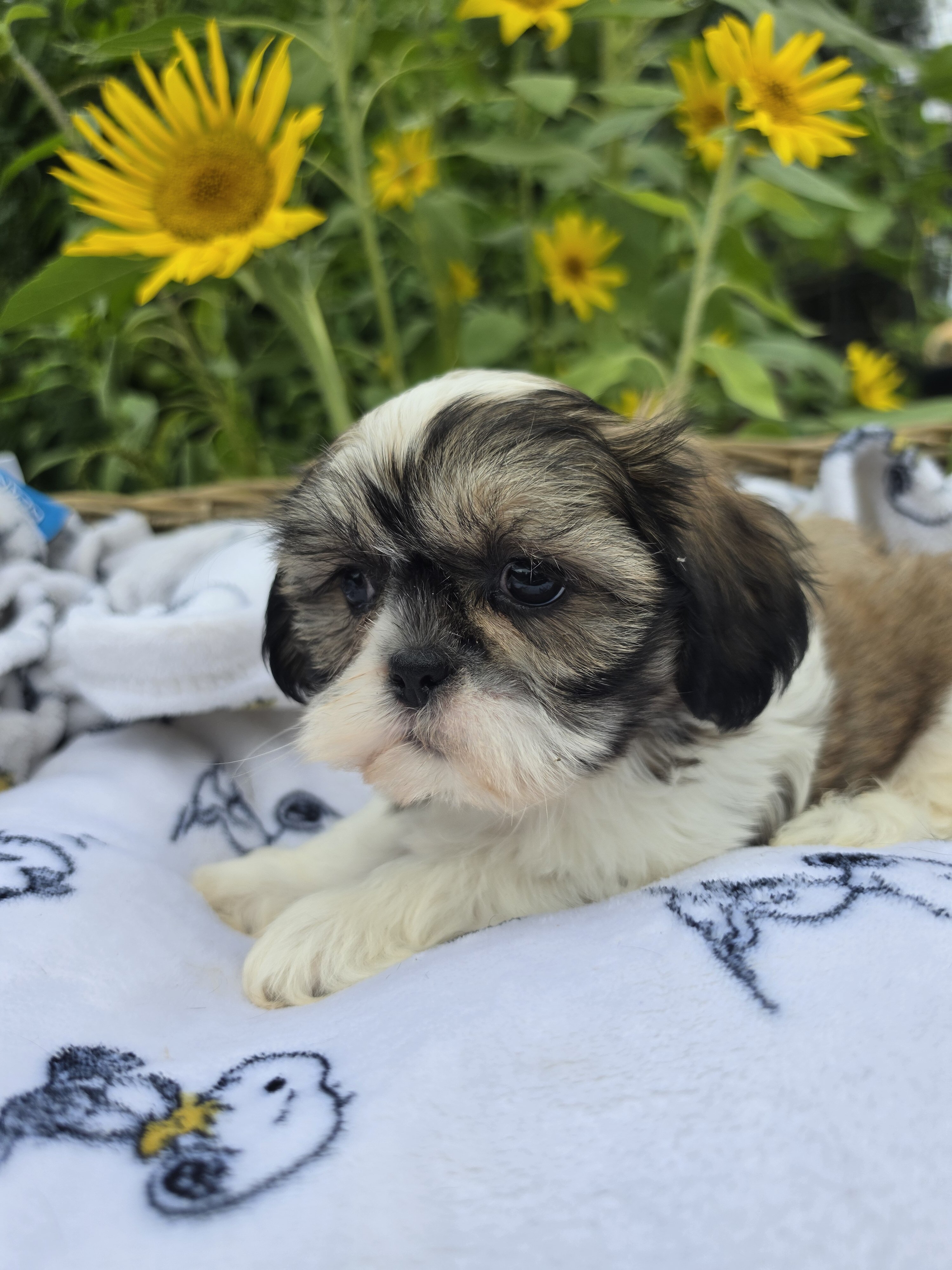 Shihpoos image 3