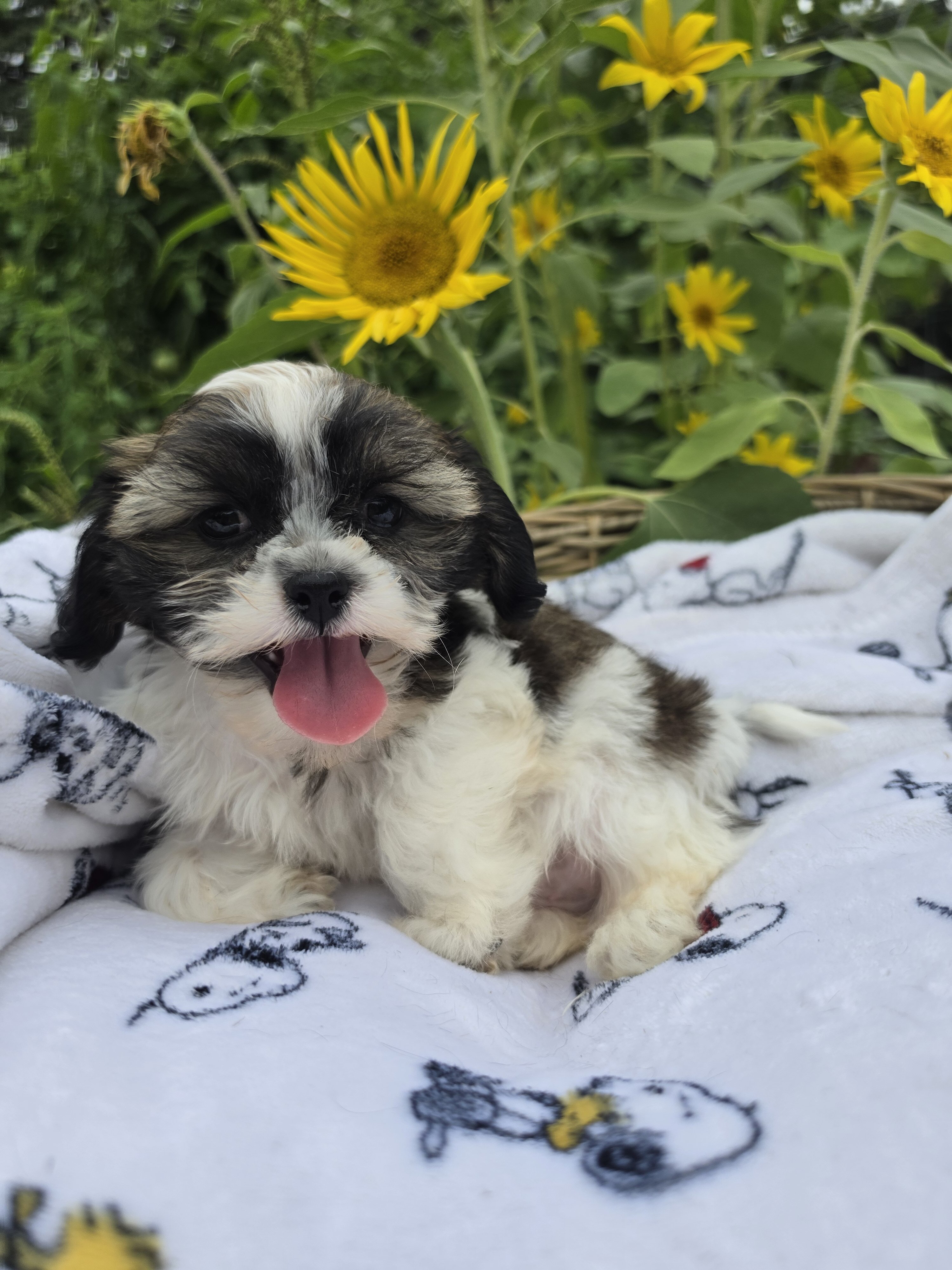 Shihpoos image 1