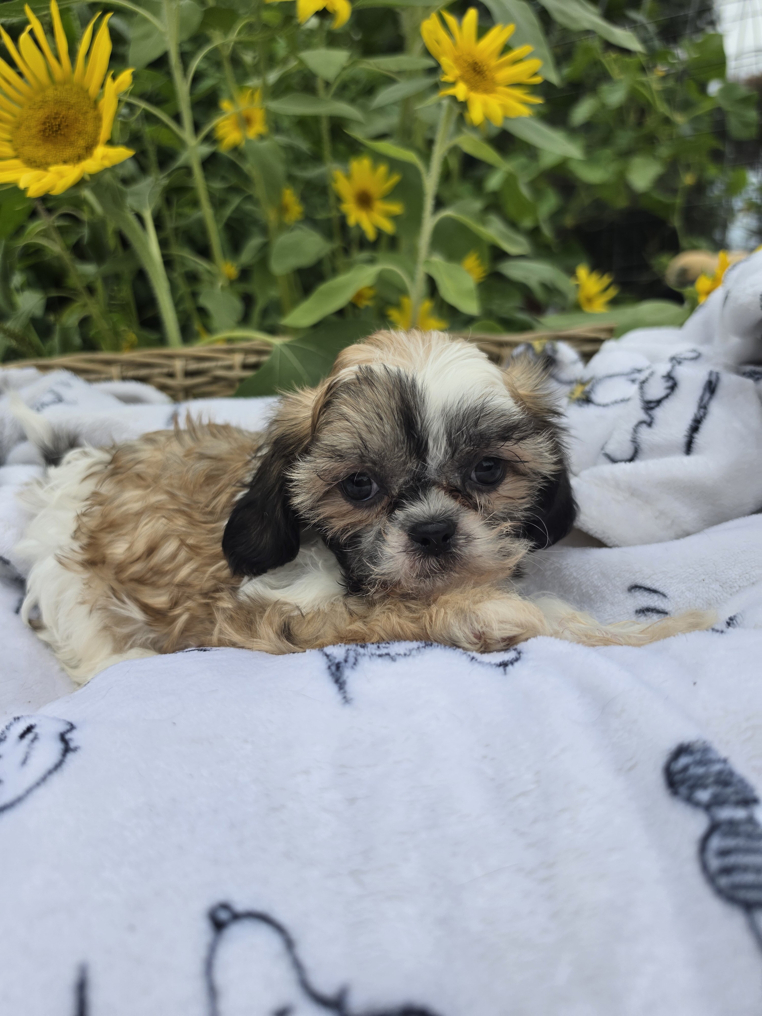 Shihpoos image 2