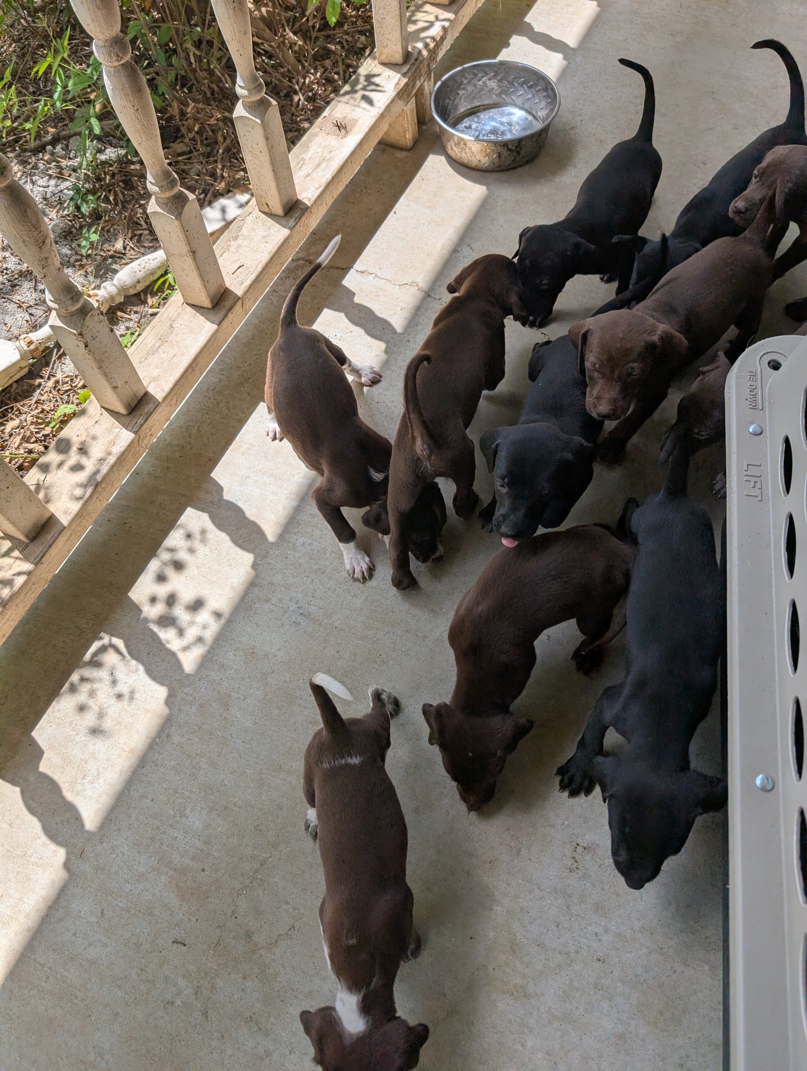 Free puppies image 1