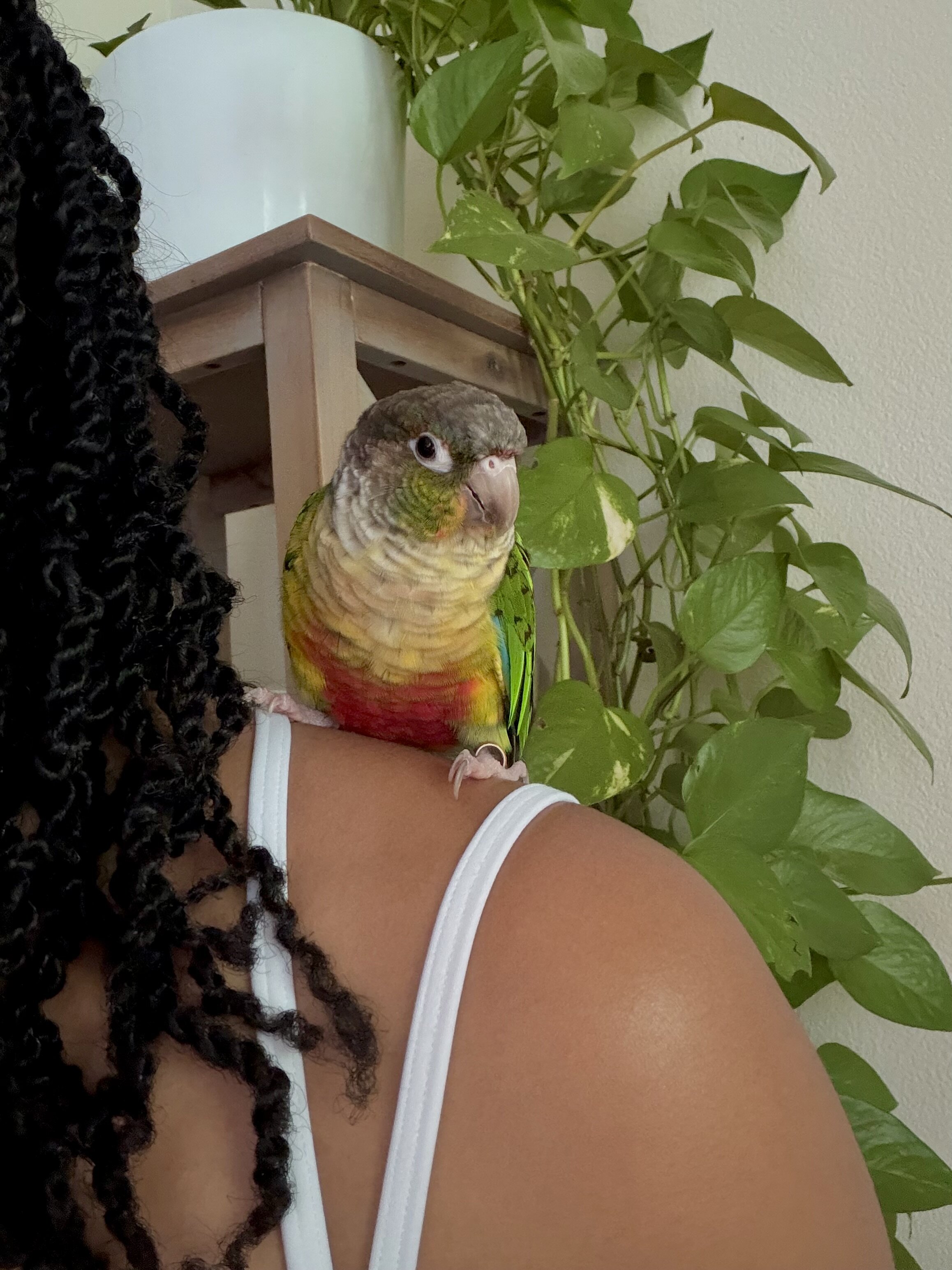 Green Cheek conures image 4