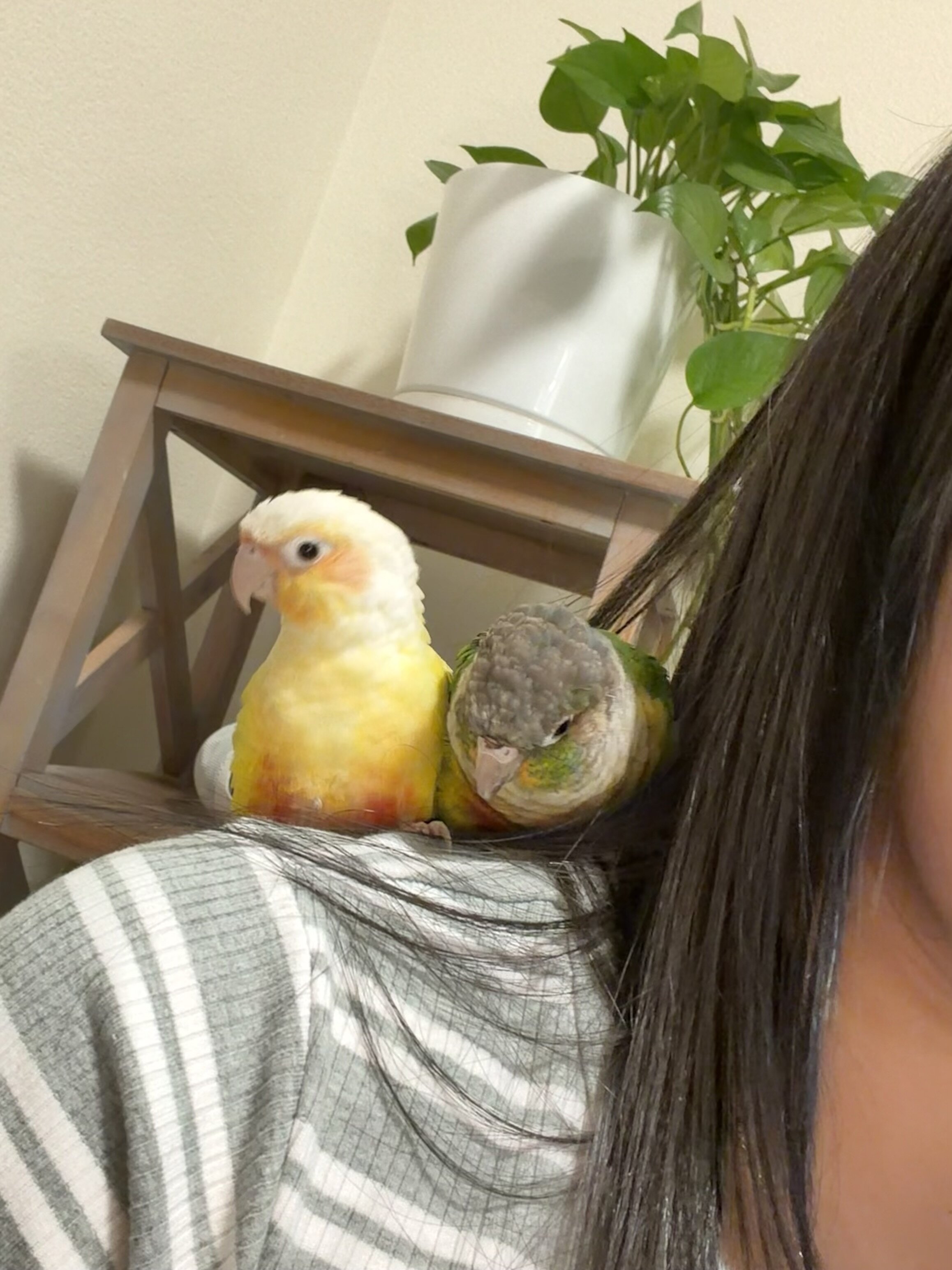 Green Cheek conures image 5