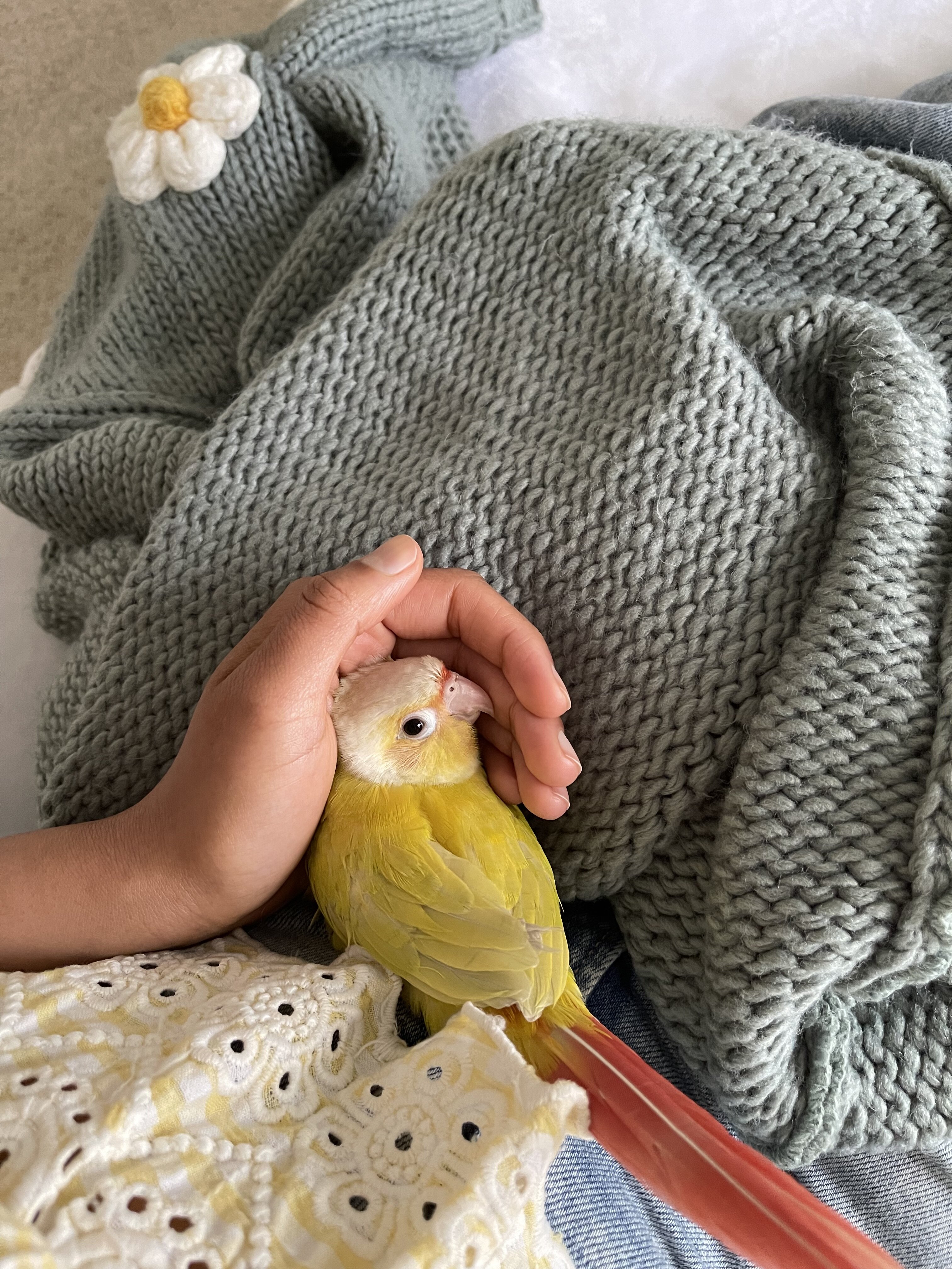 Green Cheek conures image 1