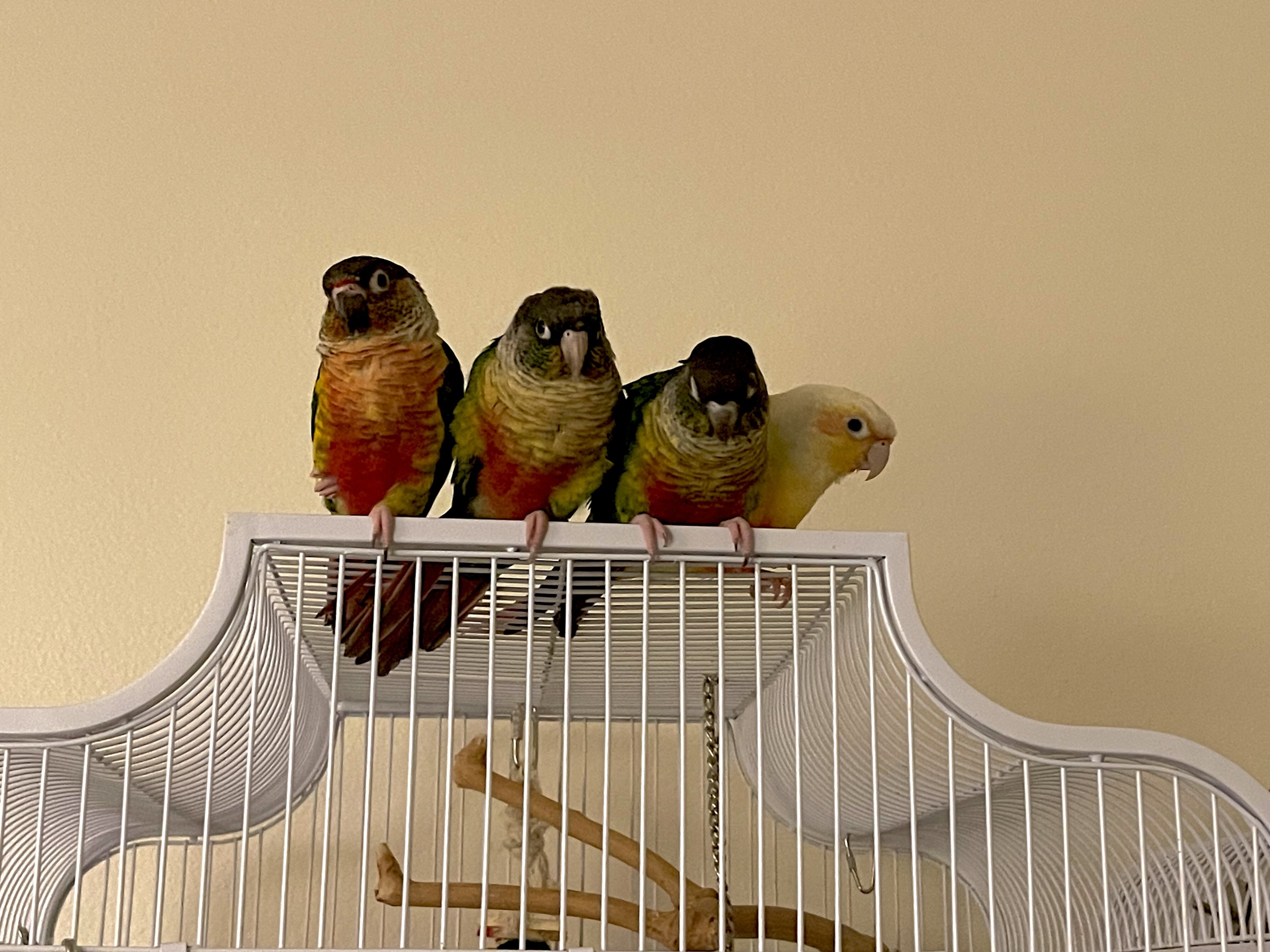 Green Cheek conures image 3
