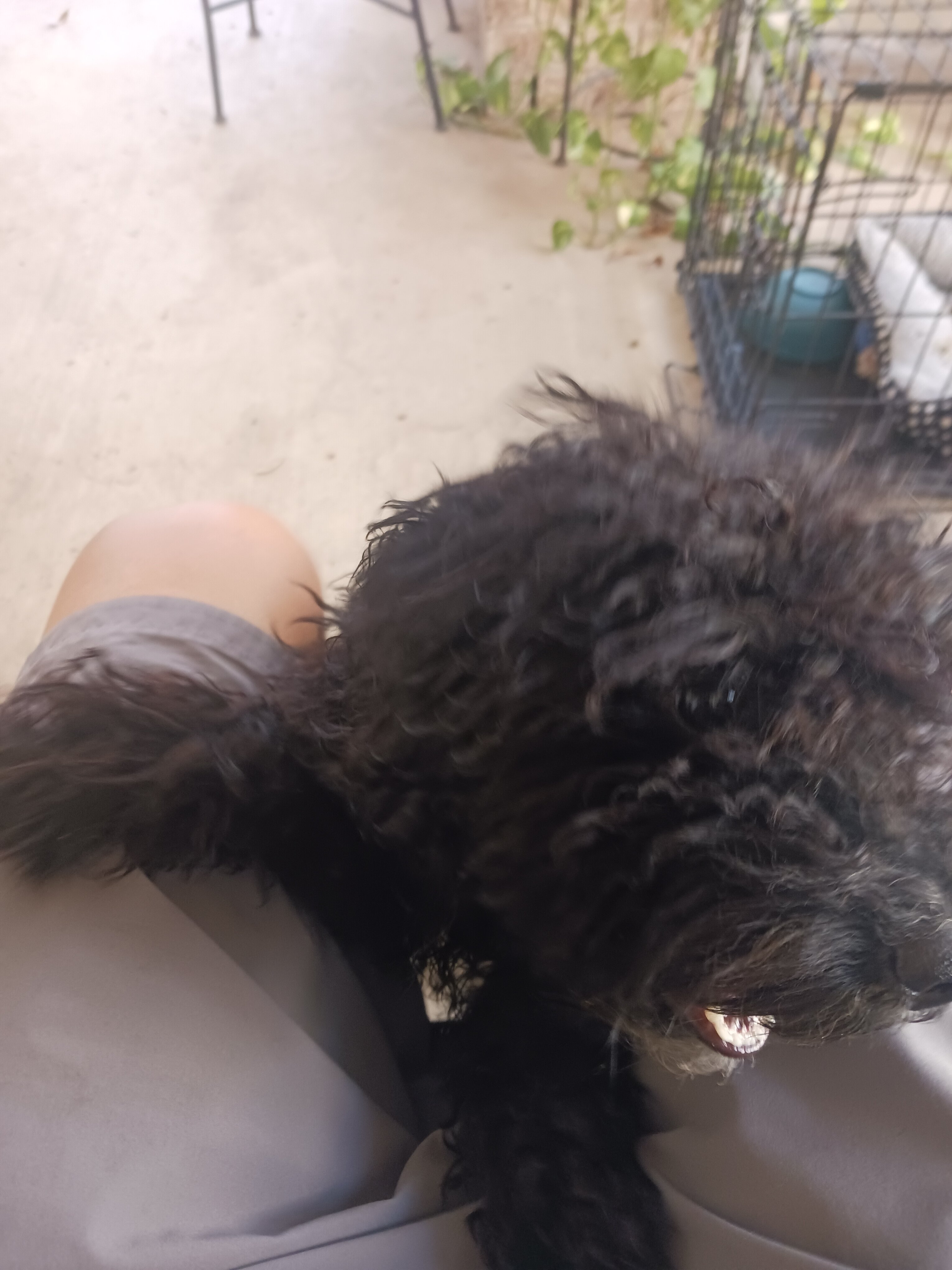 Labradoodle mini image 3
