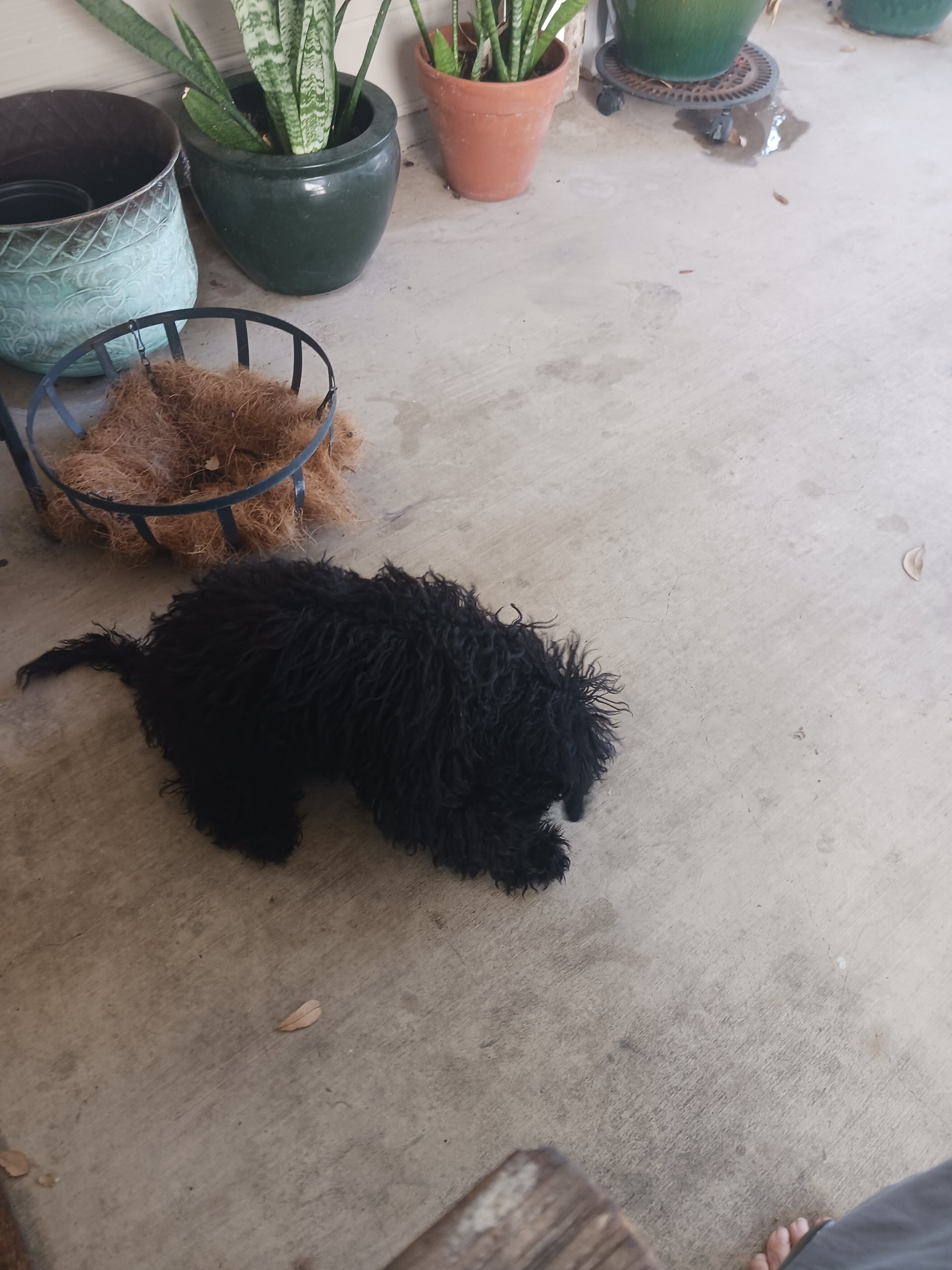 Labradoodle mini image 1