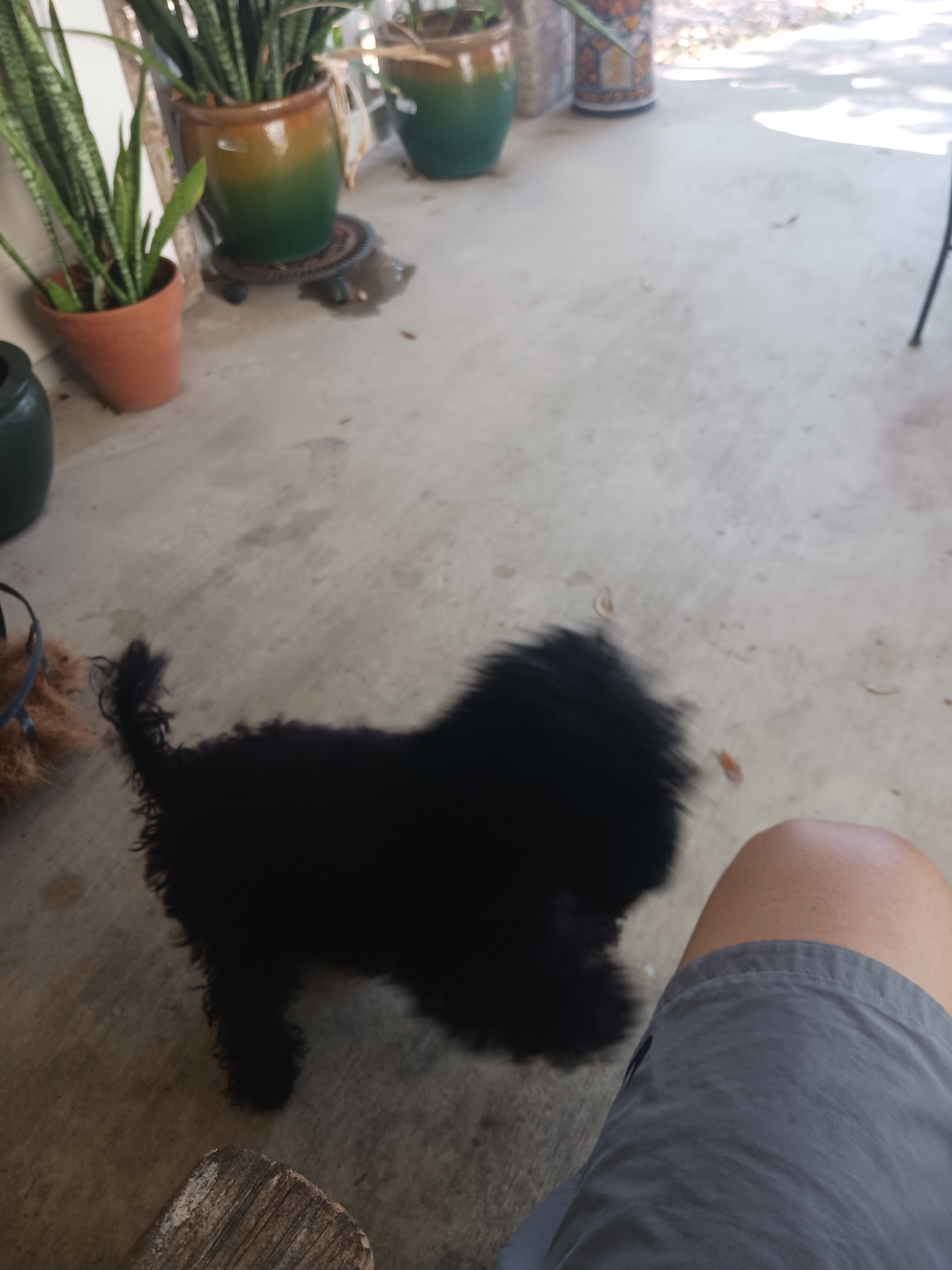 Labradoodle mini image 2