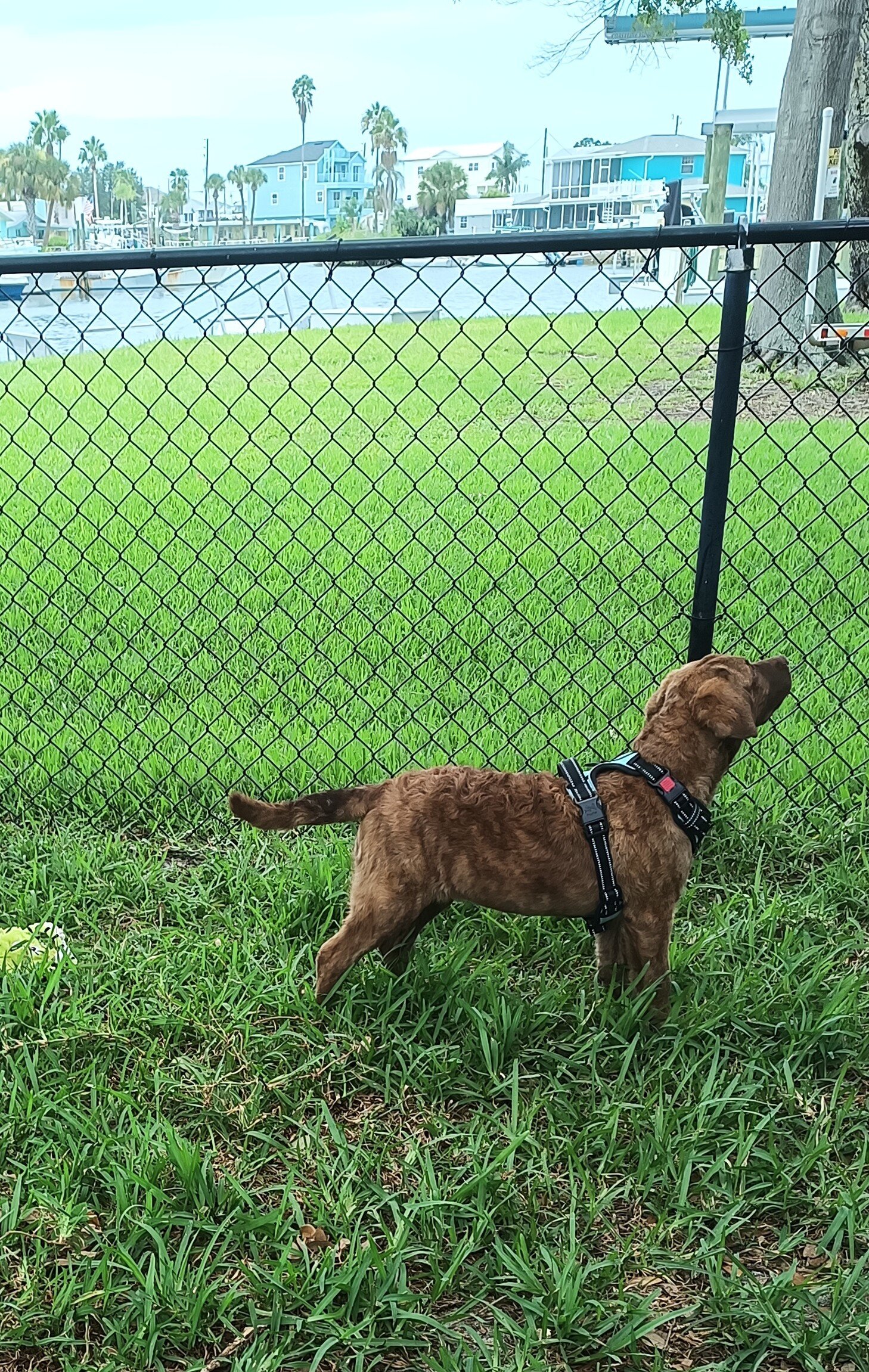 Chesapeake Bay Retriever image 2