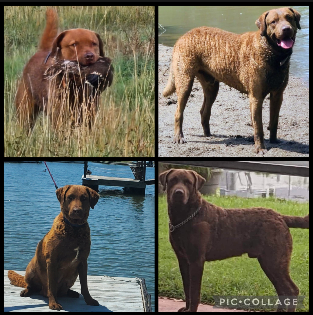 Chesapeake Bay Retriever image 1