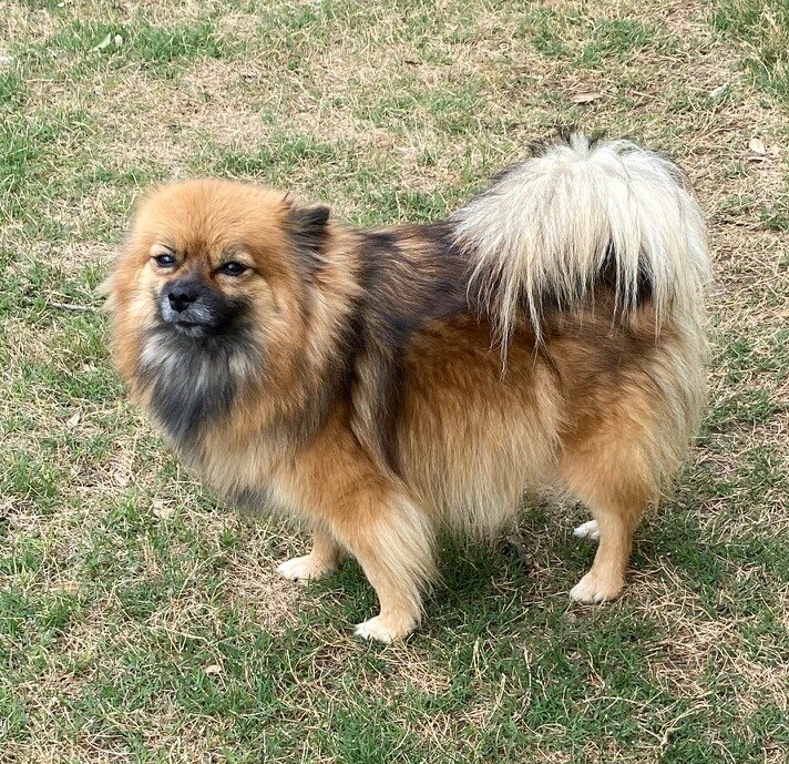 Purebred Pomeranian image 3