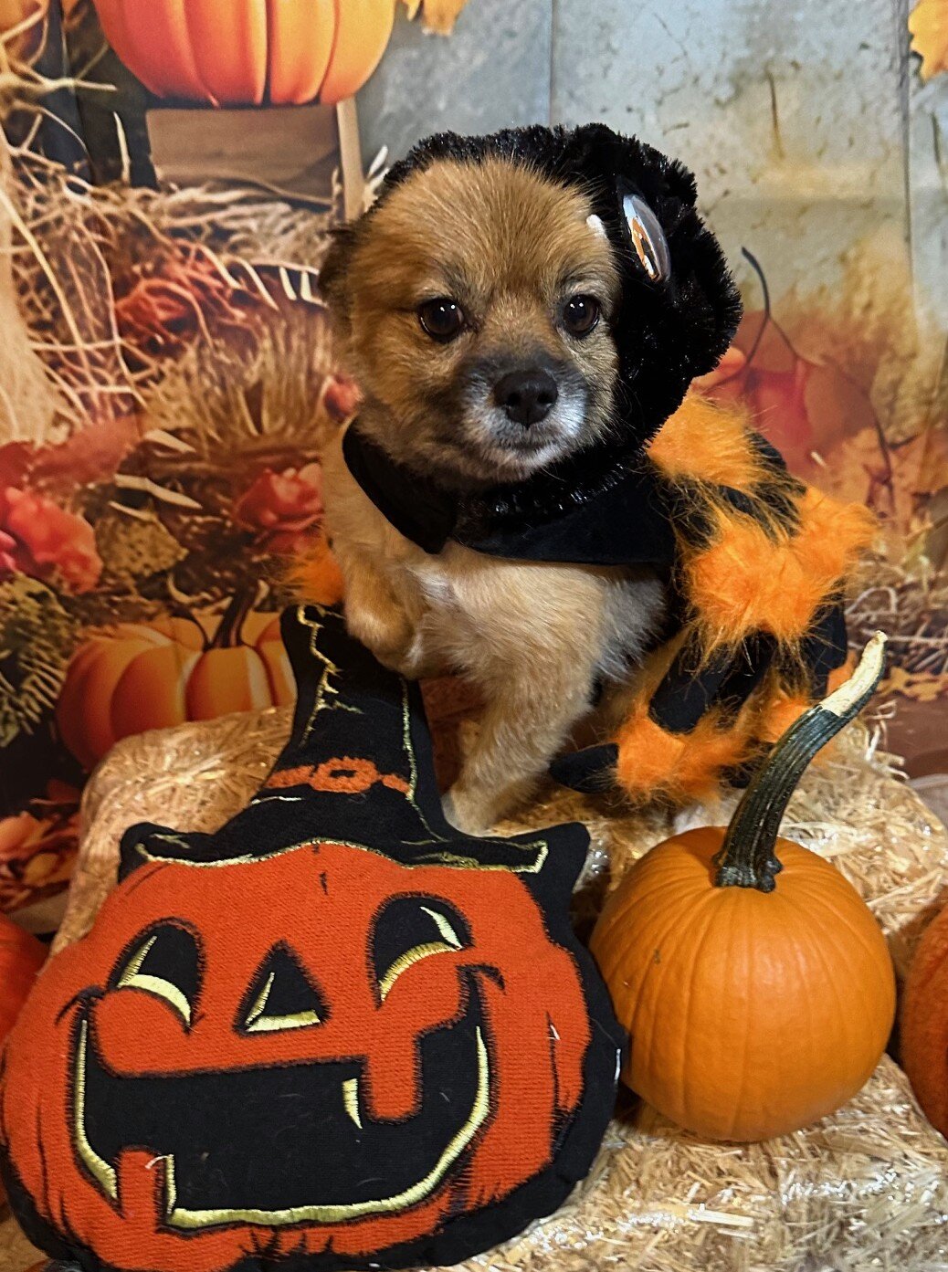 Purebred Pomeranian image 4