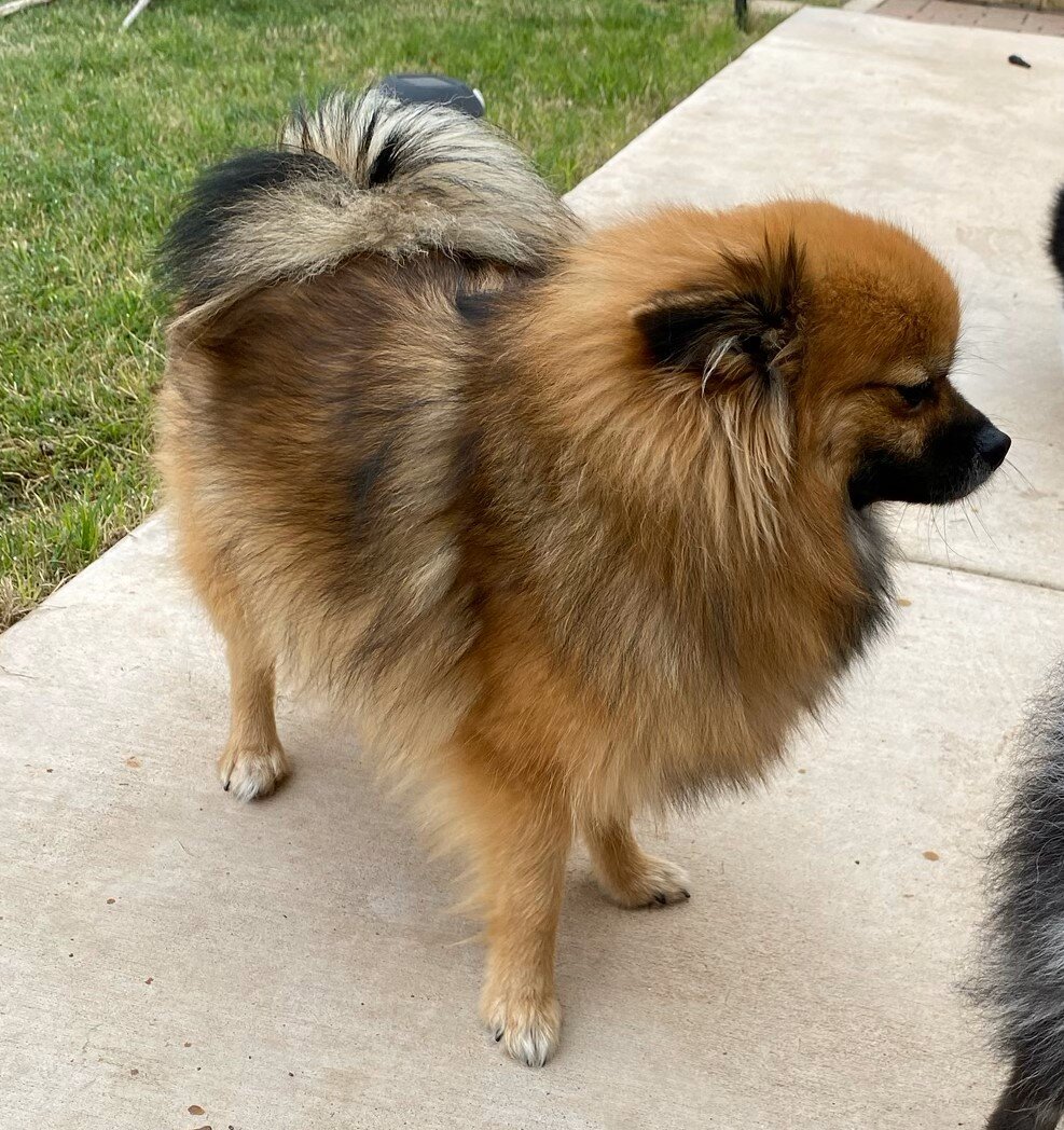 Purebred Pomeranian image 2