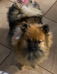 Purebred Pomeranian image 1