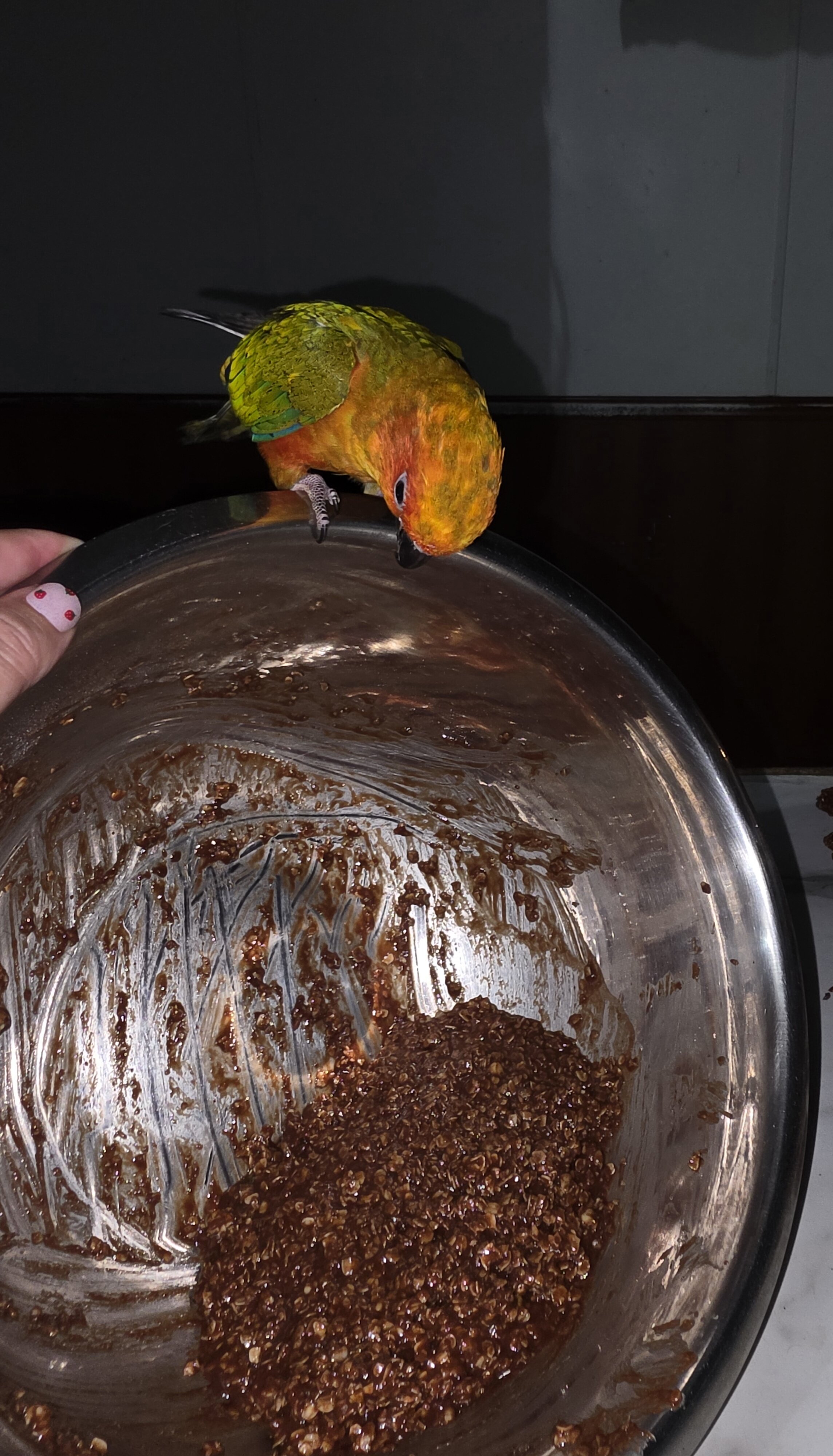 Sun conure image 3
