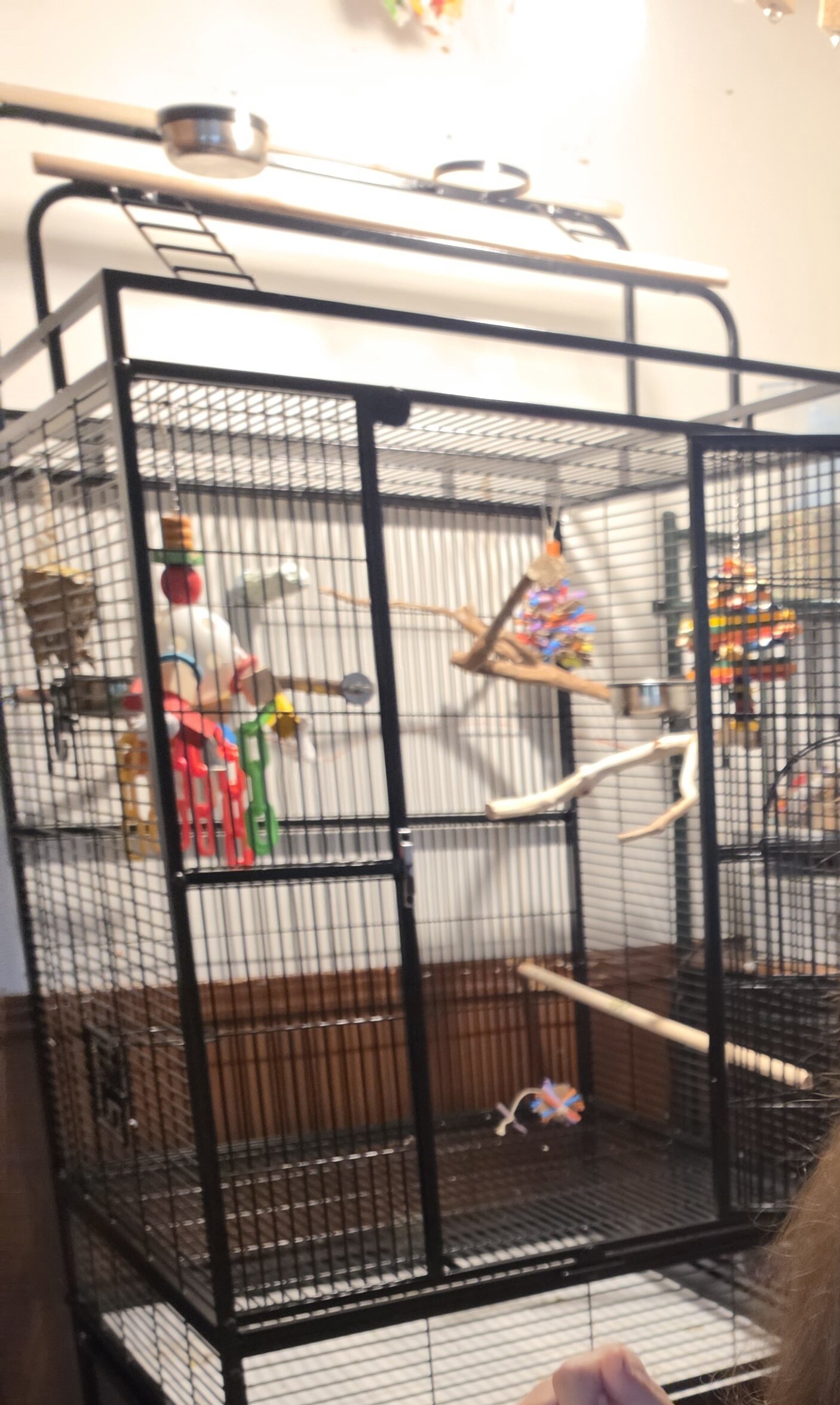 Sun conure image 9