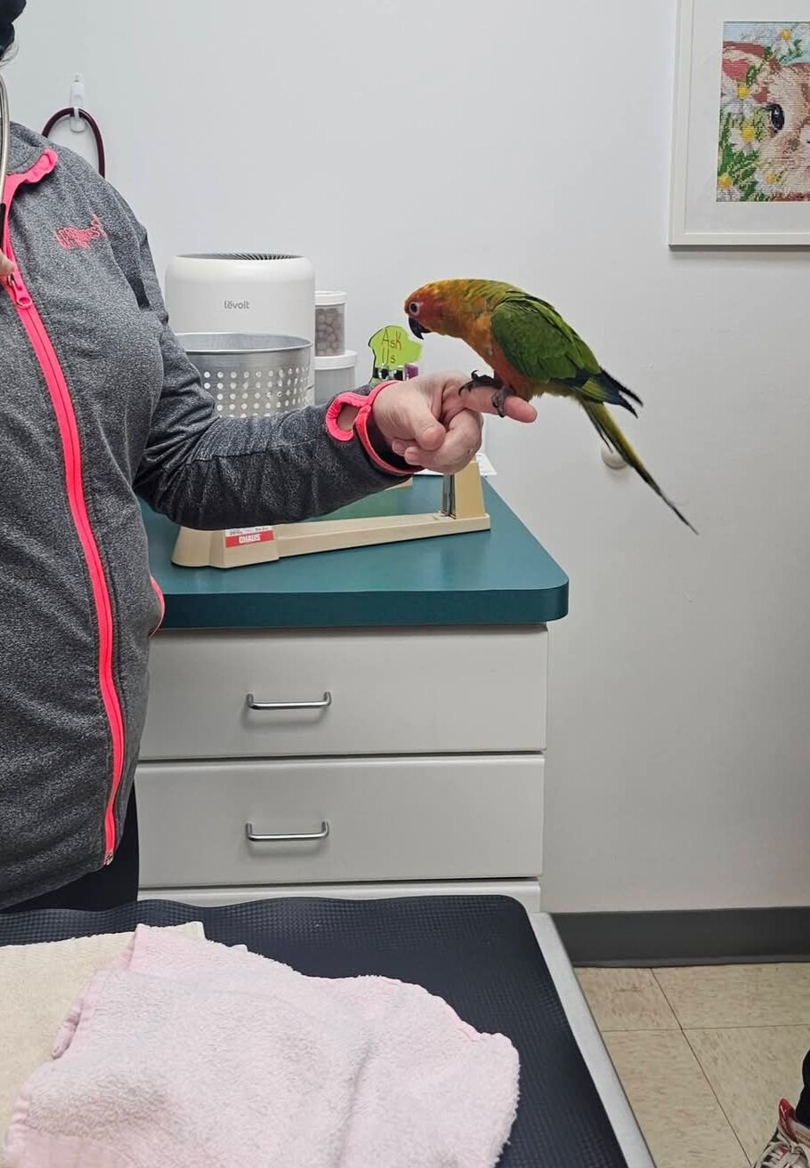 Sun conure image 6