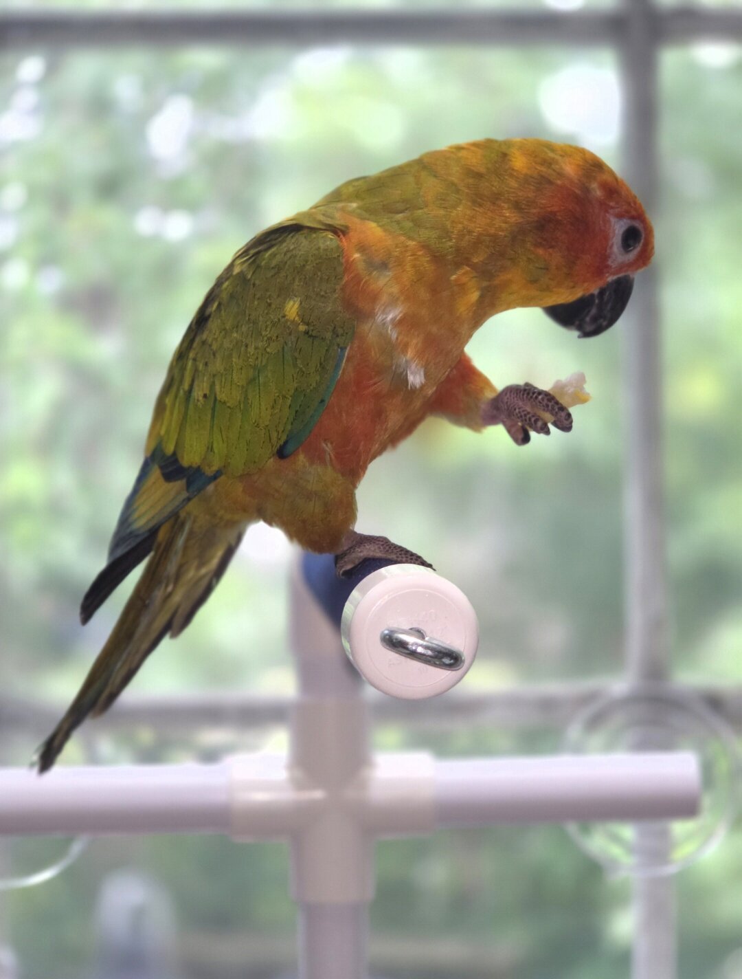 Sun conure image 4