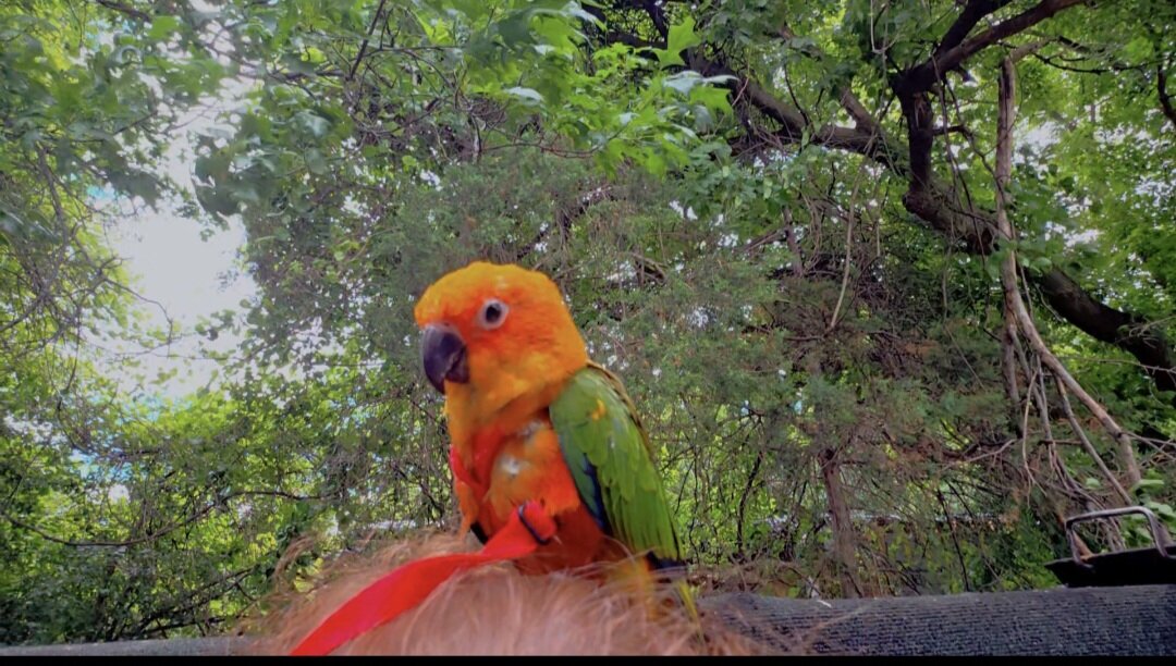 Sun conure image 2