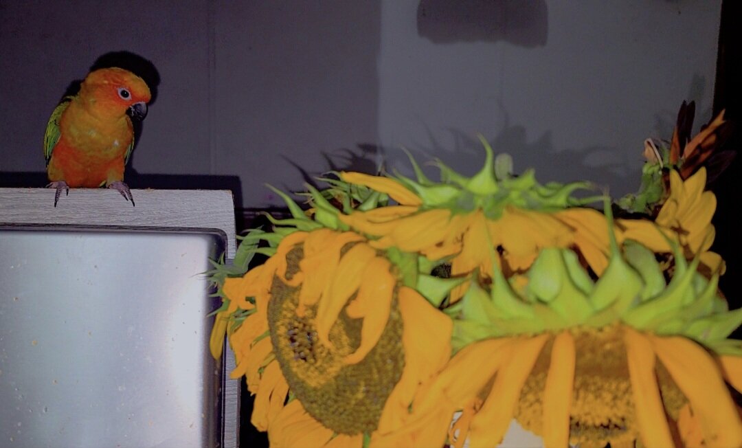 Sun conure image 5