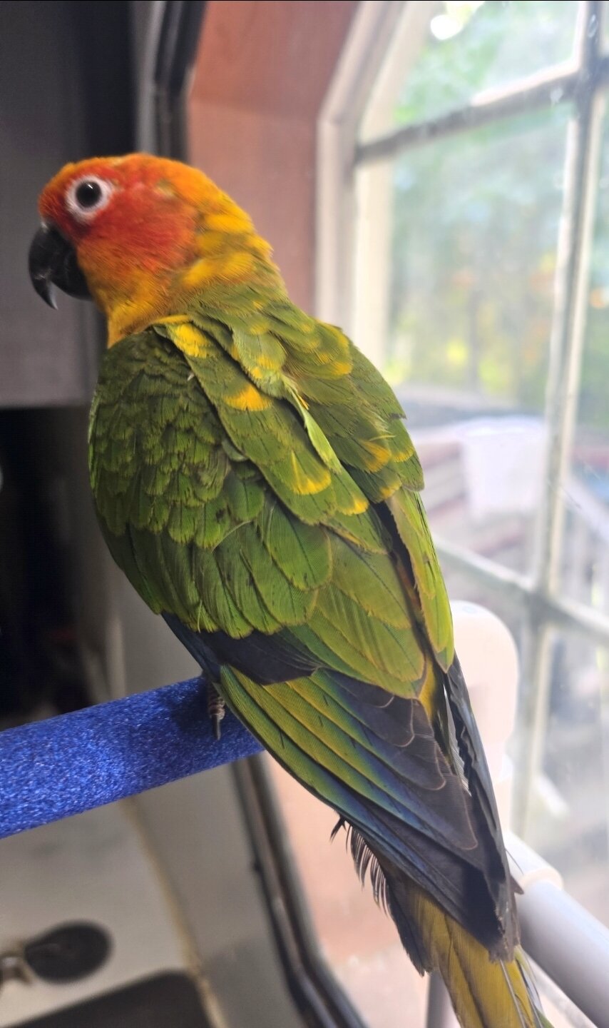 Sun conure image 1