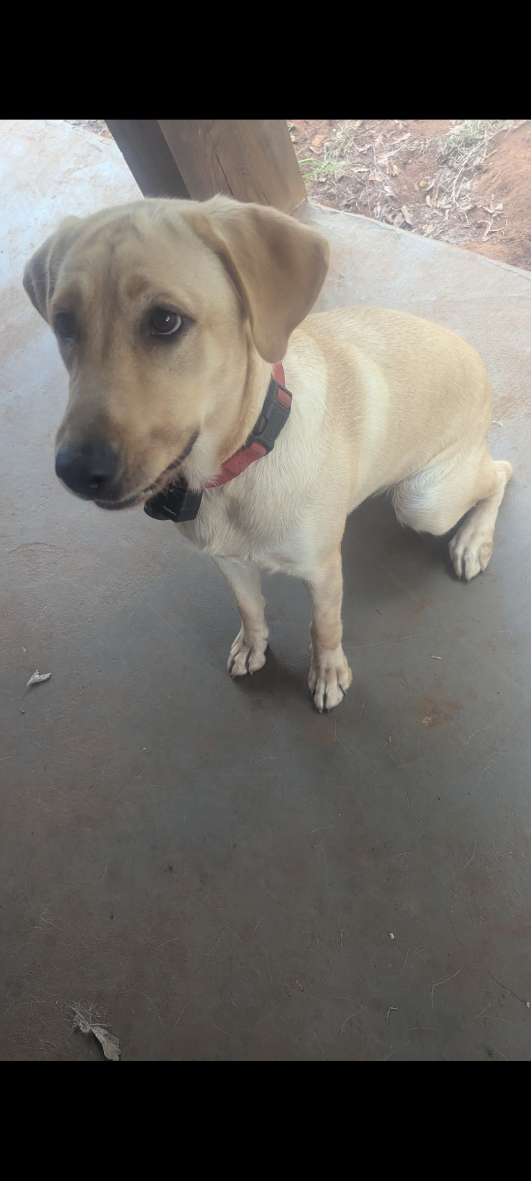 Yellow female lab image 1