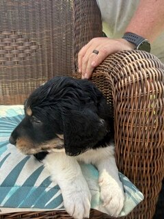 Saint Berdoodle image 6