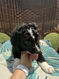 Saint Berdoodle image 5